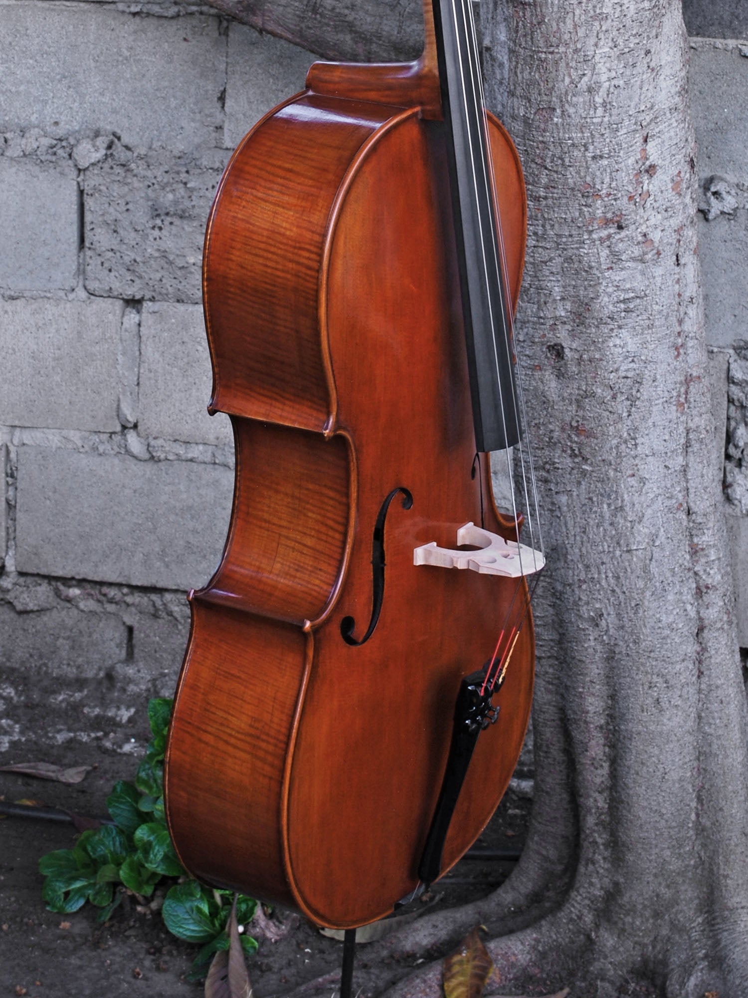 Master Lucienne 'Stradivari' 7/8 Cello