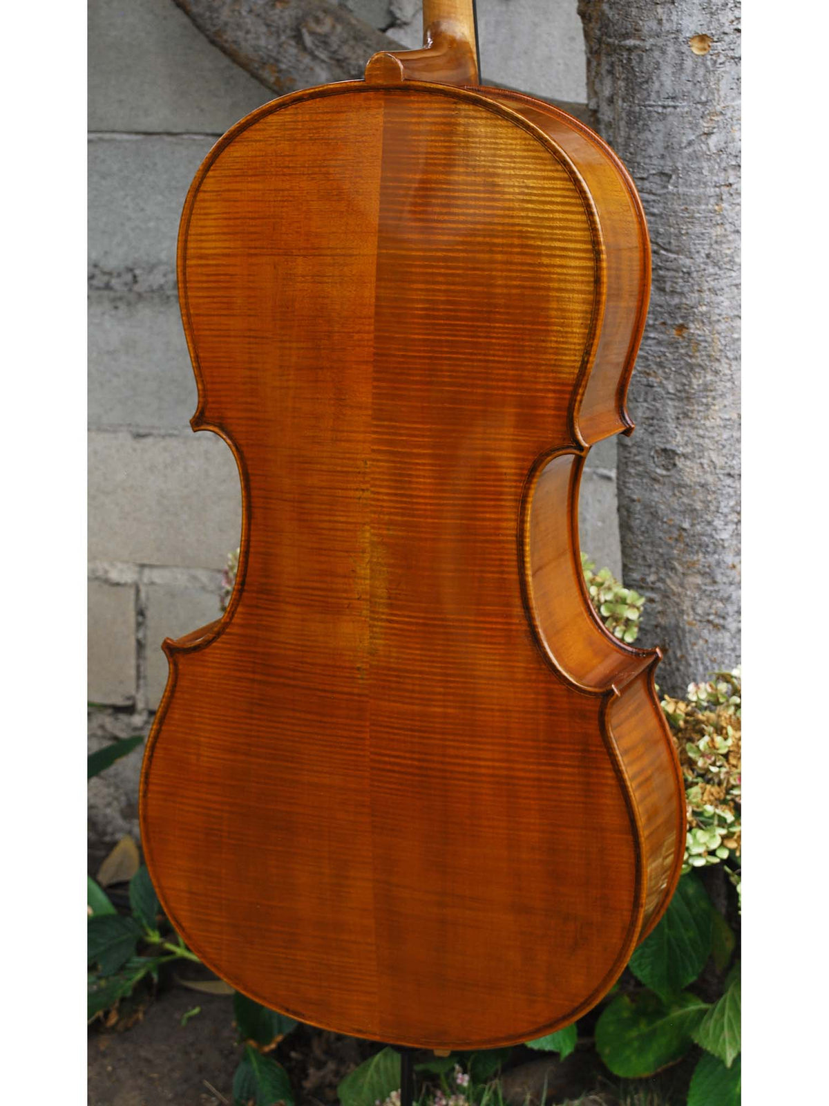 Pietro Lombardi model 502 - 7/8 Cello