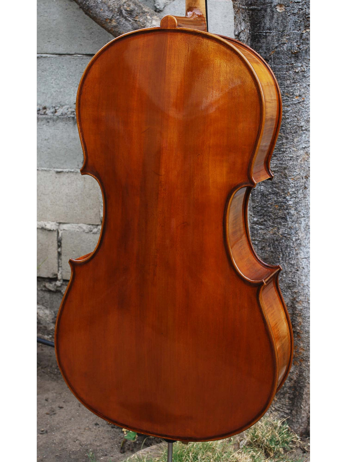Eastman model 830 Poplar Strad pattern 4/4 Cello