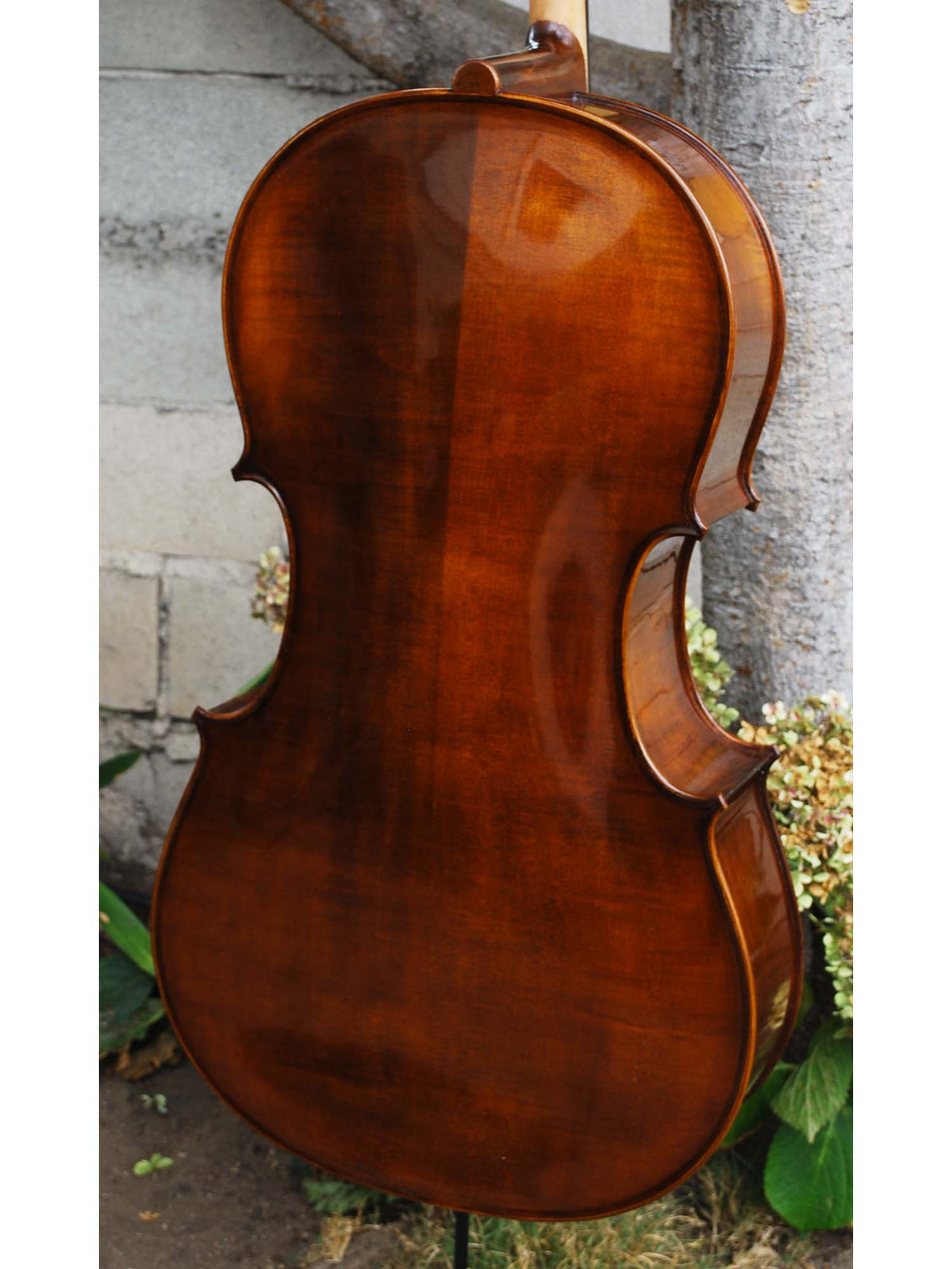 Eastman model 305 'Strad'  - 4/4 Cello (B)