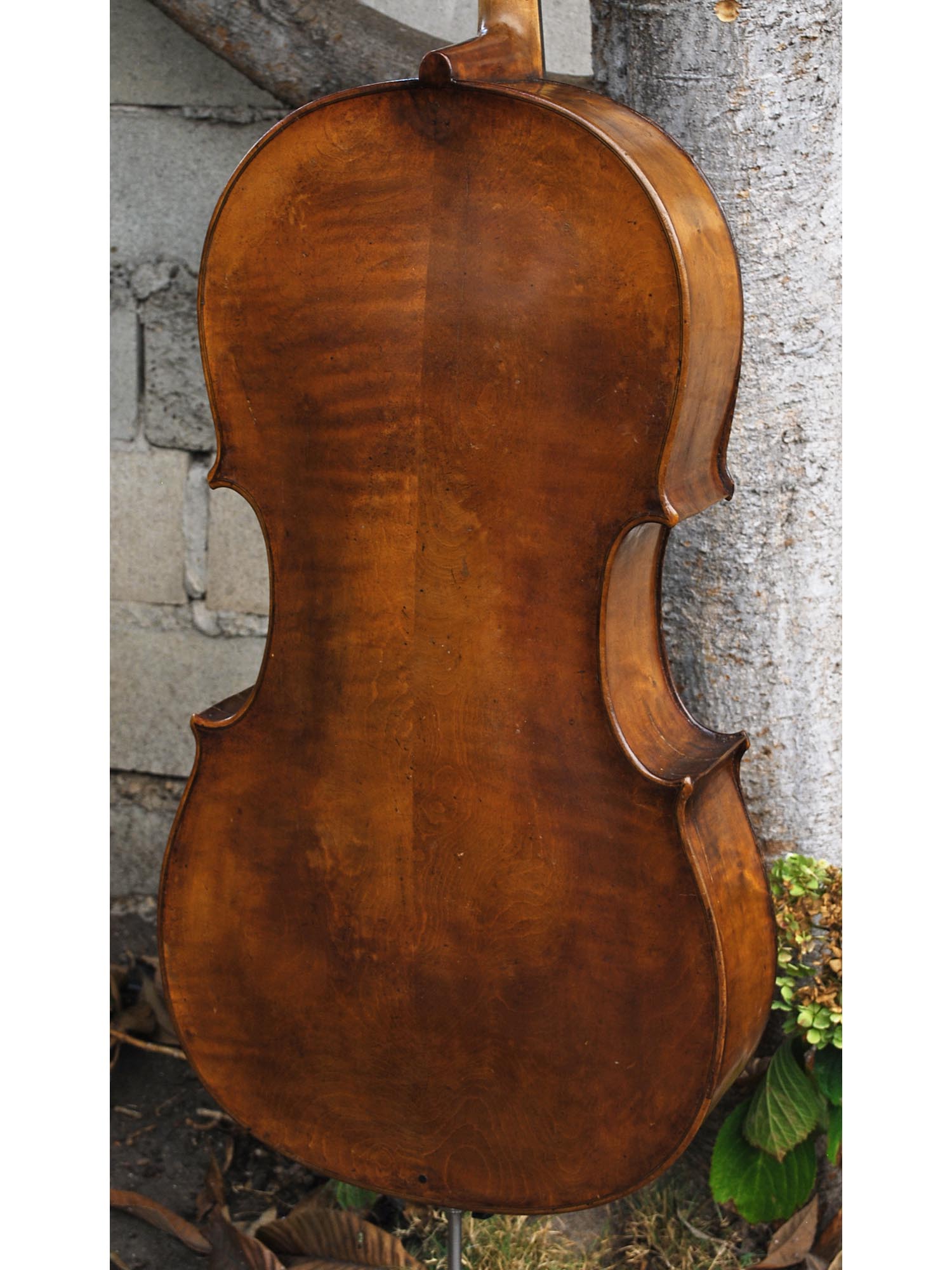 19th Century German Amati - 4/4 Cello