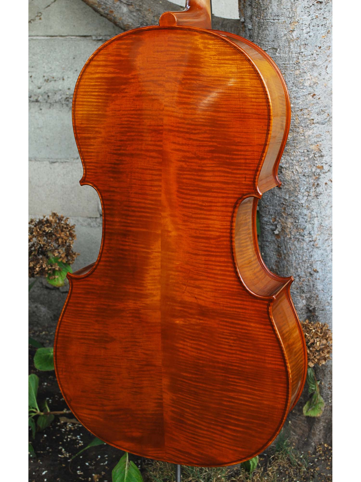 Angel Taylor model 420 7/8 Cello