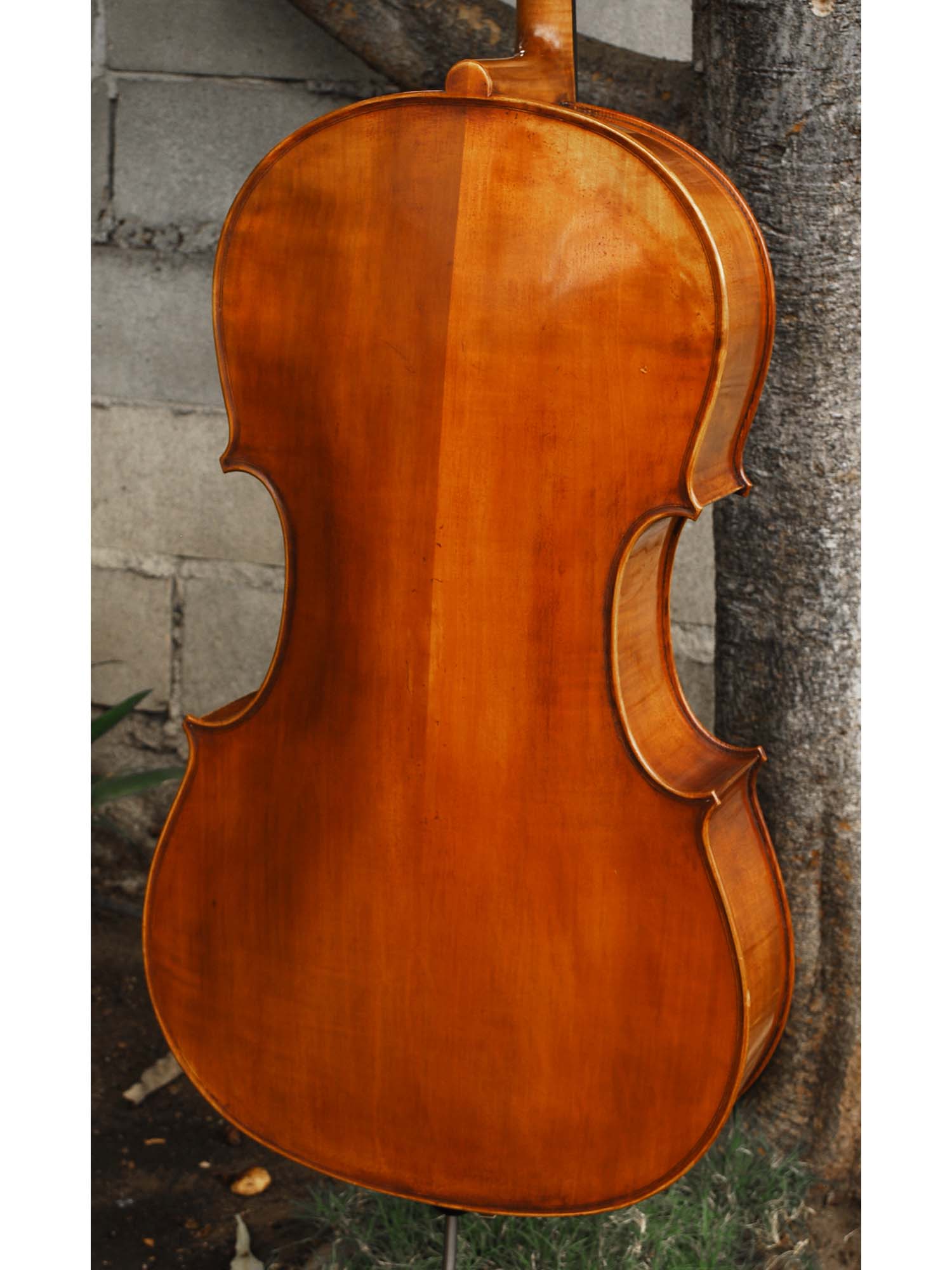 Eastman model 830 Poplar 4/4 Cello
