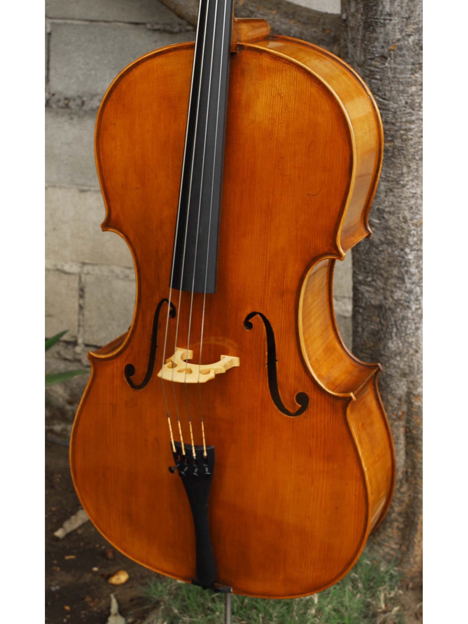 Eastman model 830 Poplar 4/4 Cello