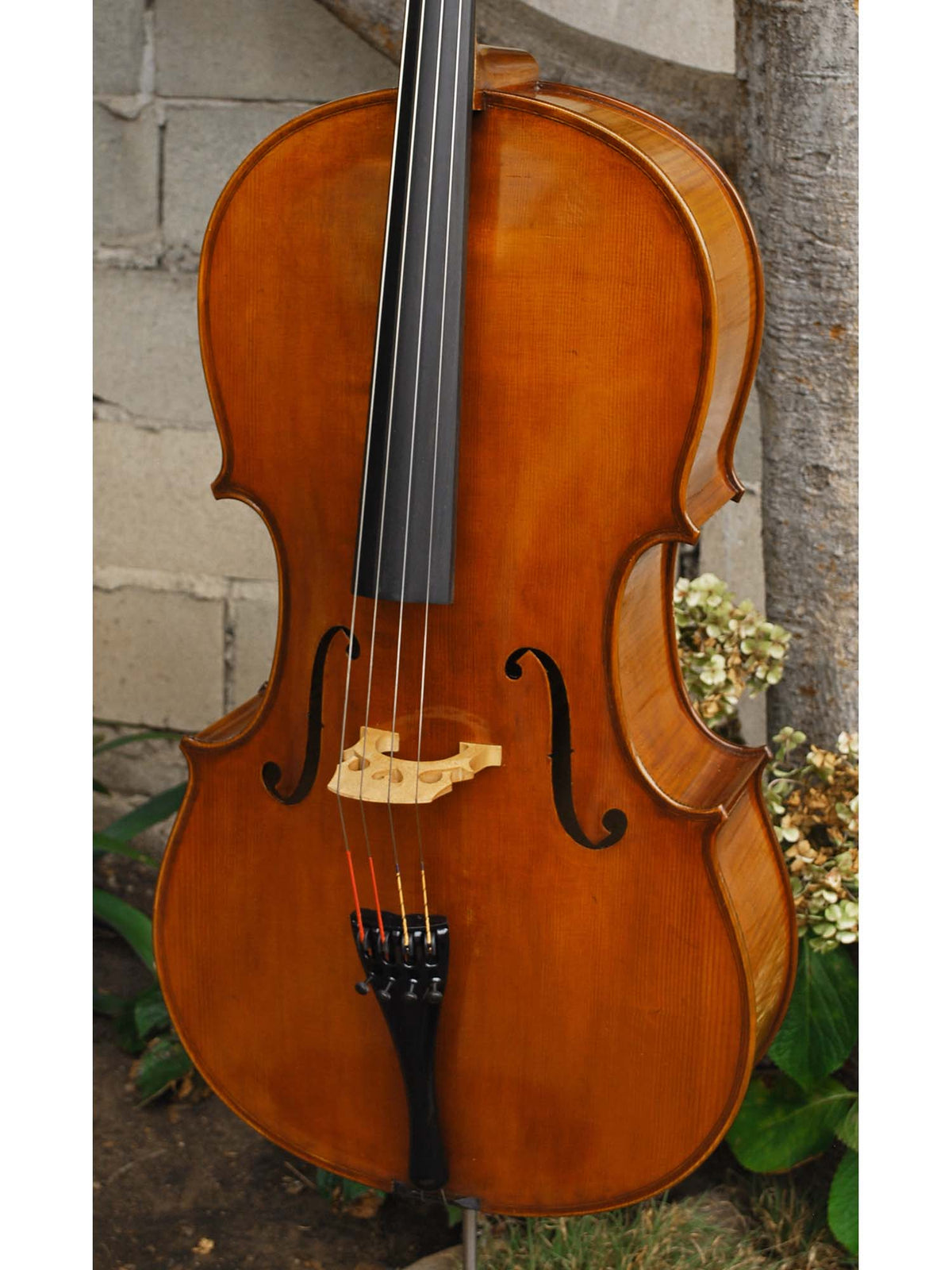Eastman model 830 Poplar 7/8 Cello