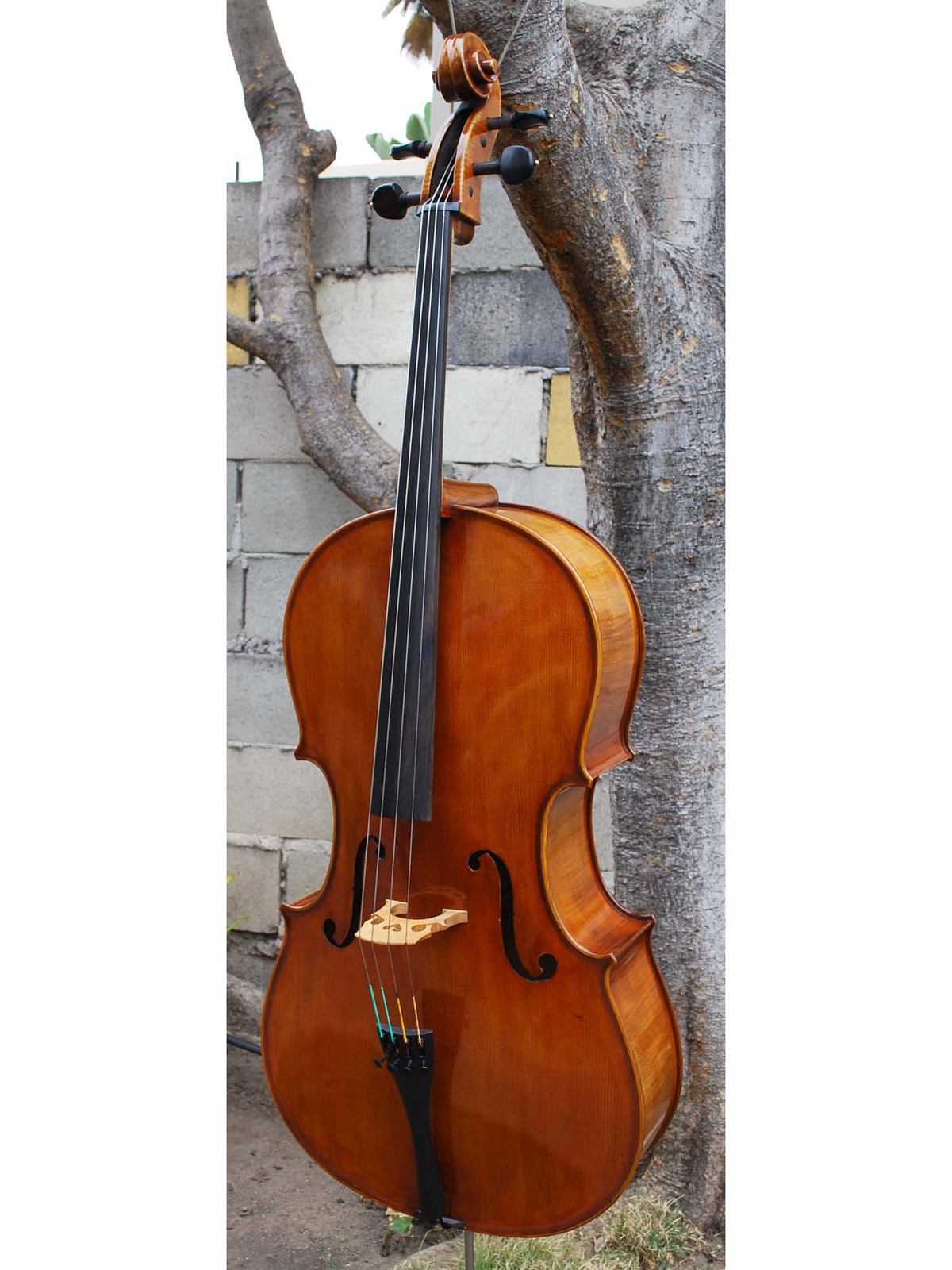 Eastman model 830 Poplar Strad pattern 4/4 Cello