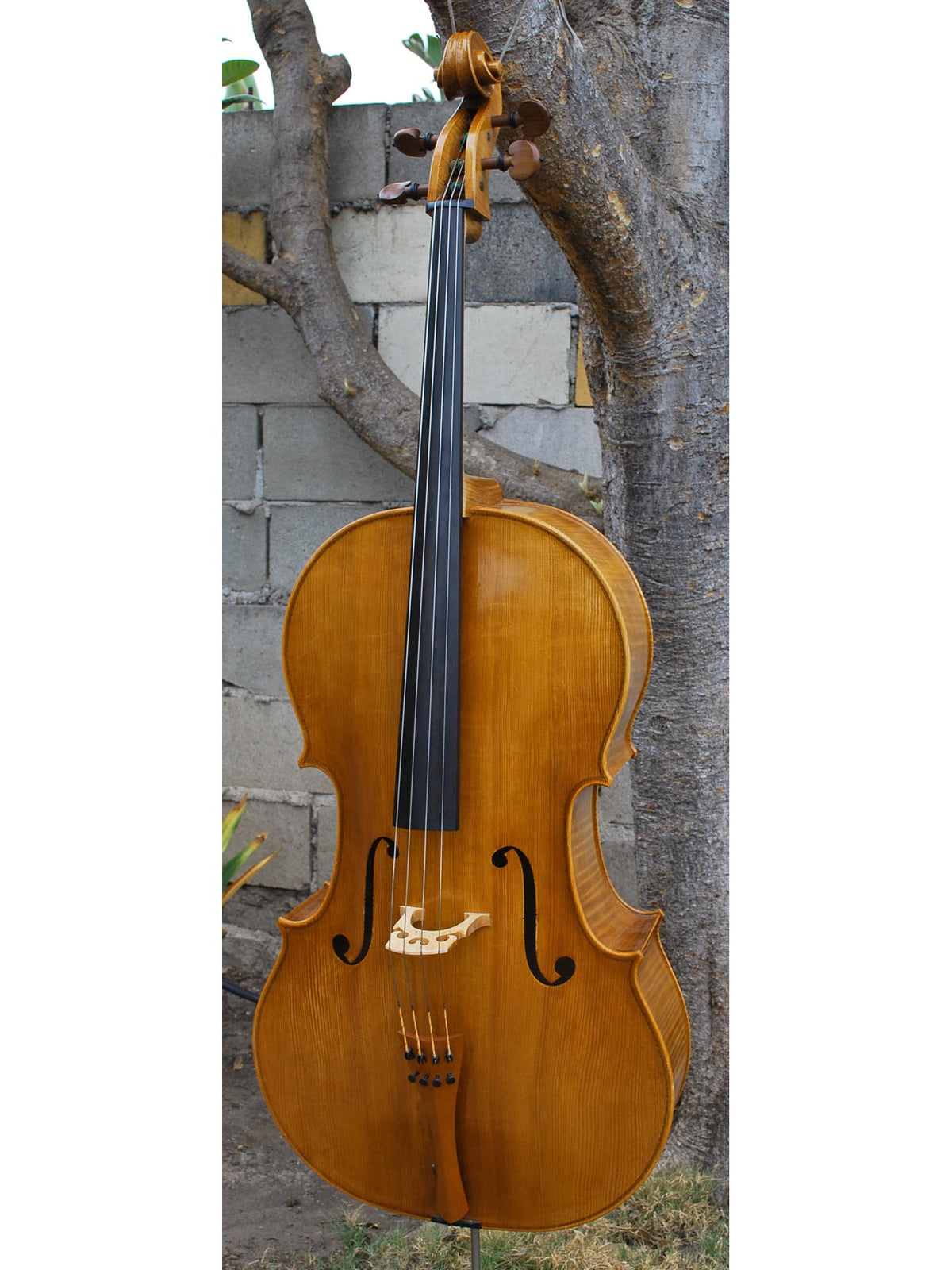 Tadeusz Slipek Master 'Jacobs' Golden 4/4 Cello