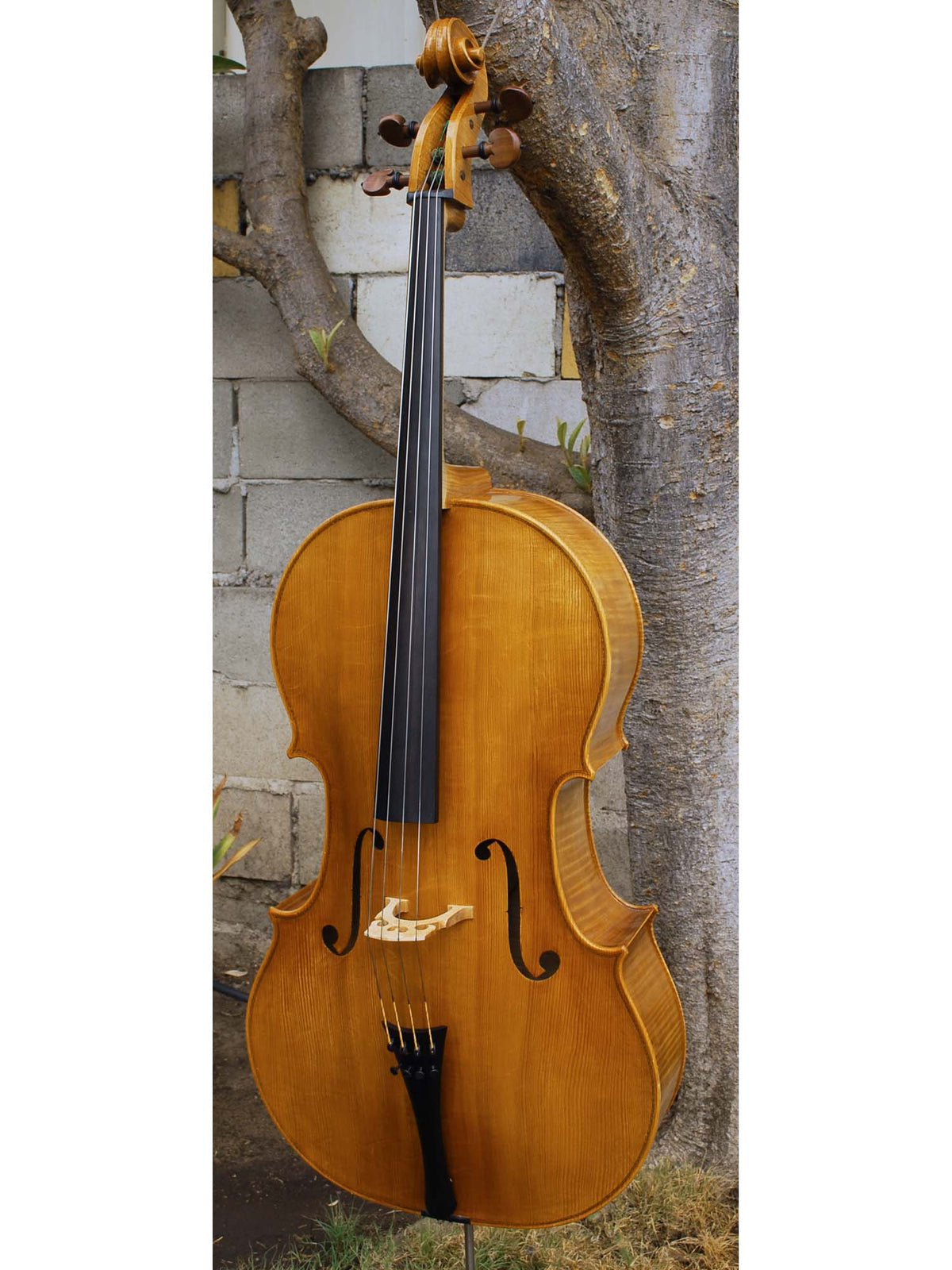 Tadeusz Slipek Master 'Jacobs' Golden 4/4 Cello