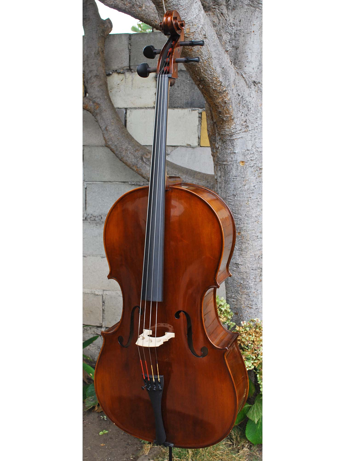 Eastman model 305 'Strad'  - 4/4 Cello (B)