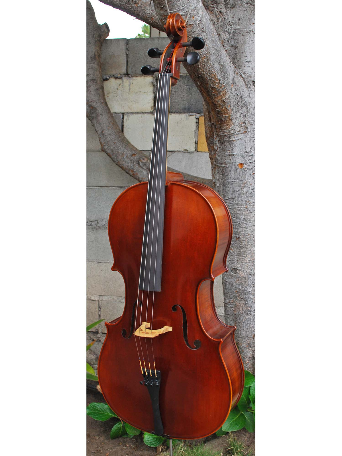 Vivo Strad model 200 3/4 Cello