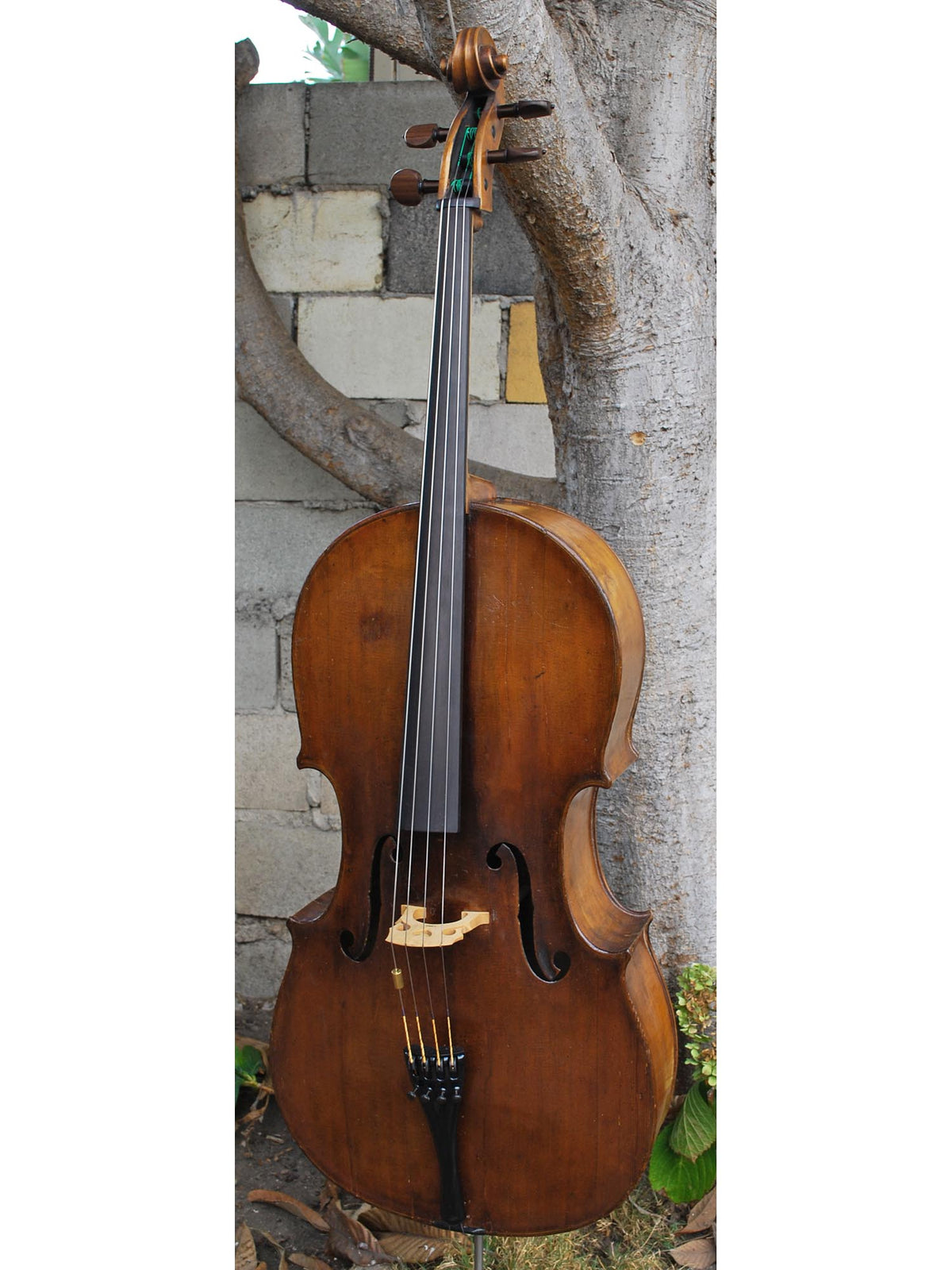 19th Century German Amati - 4/4 Cello
