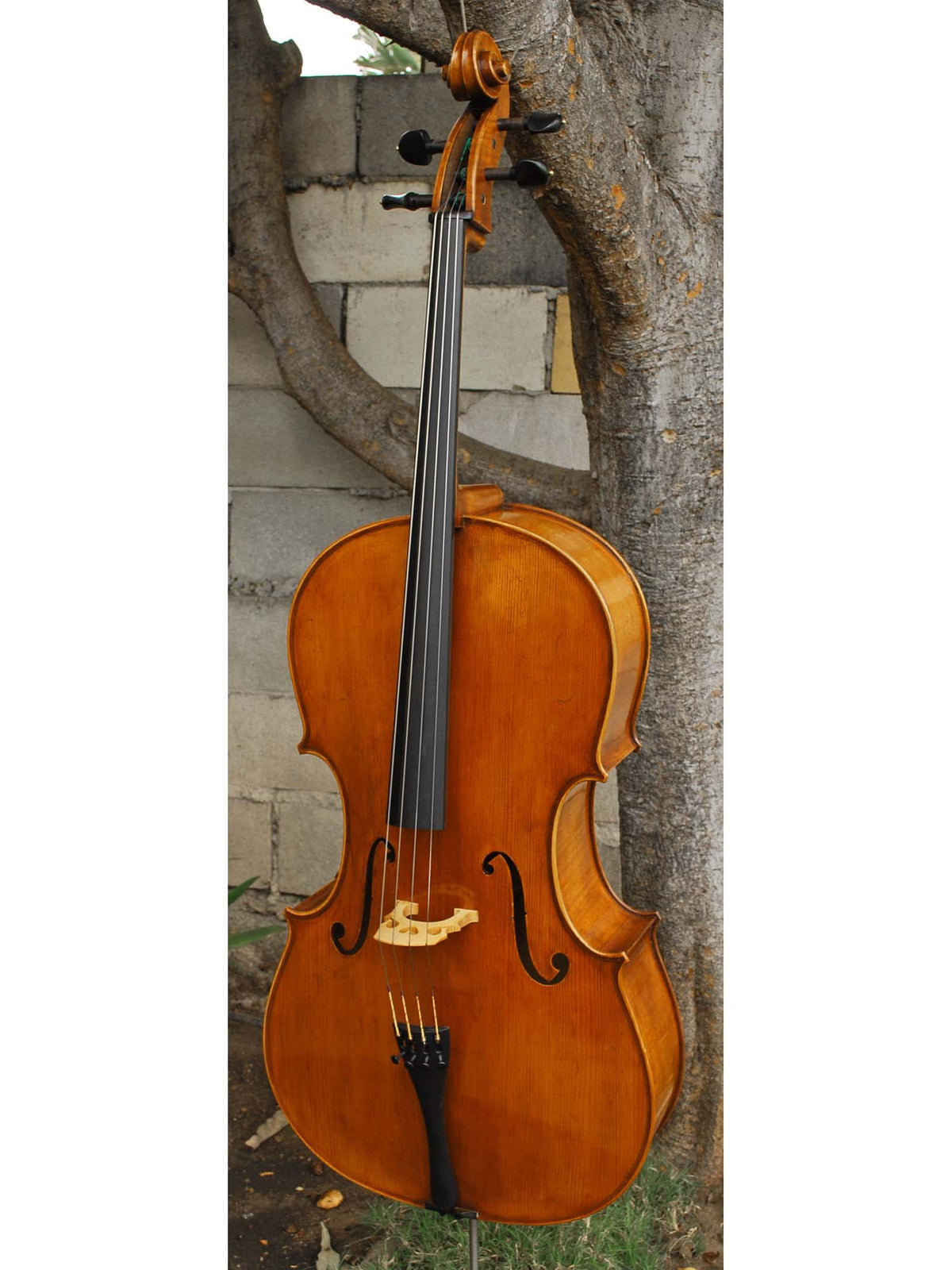 Eastman model 830 Poplar 4/4 Cello