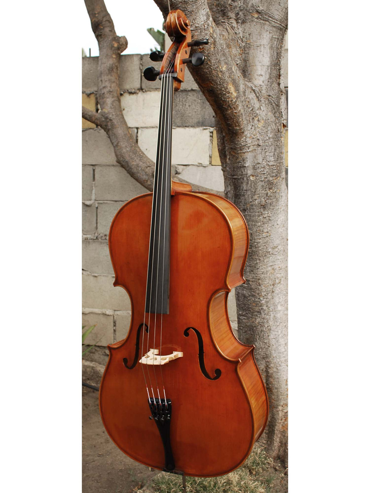 Eastman model 830 Poplar Gagliano pattern 4/4 Cello
