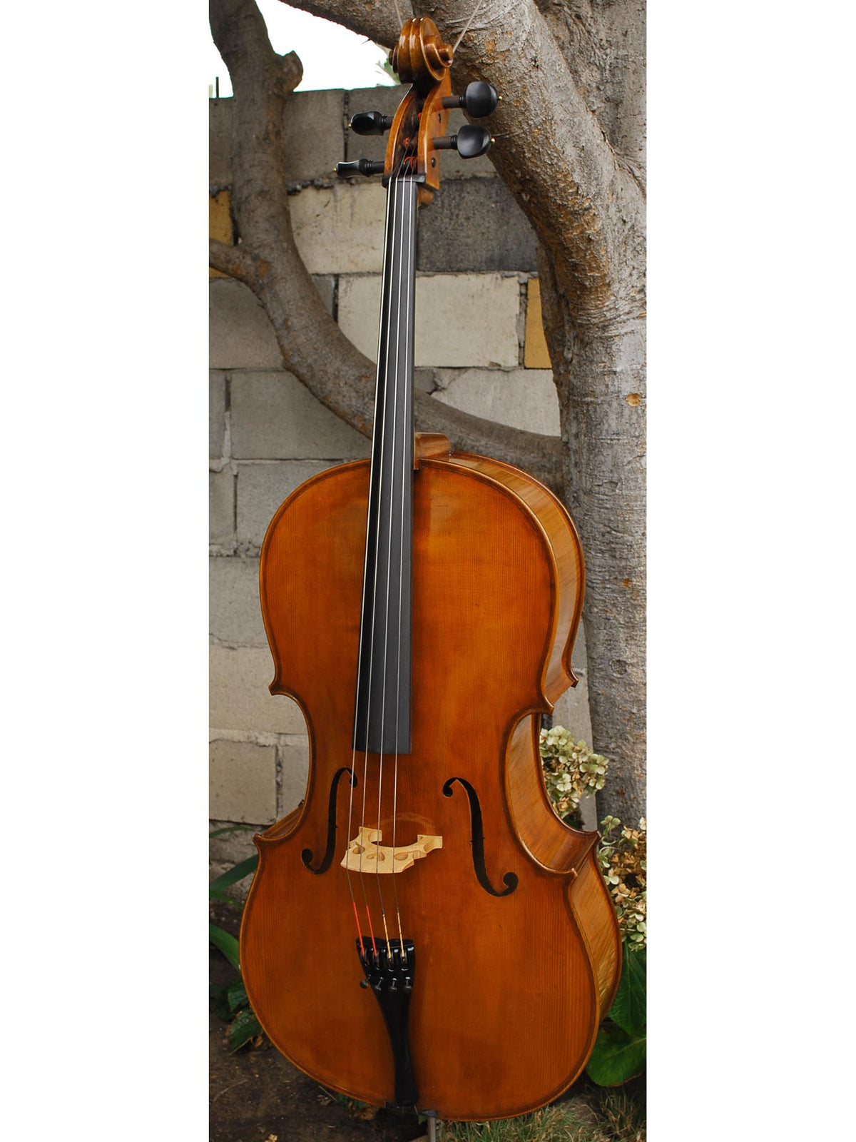 Eastman model 830 Poplar 7/8 Cello