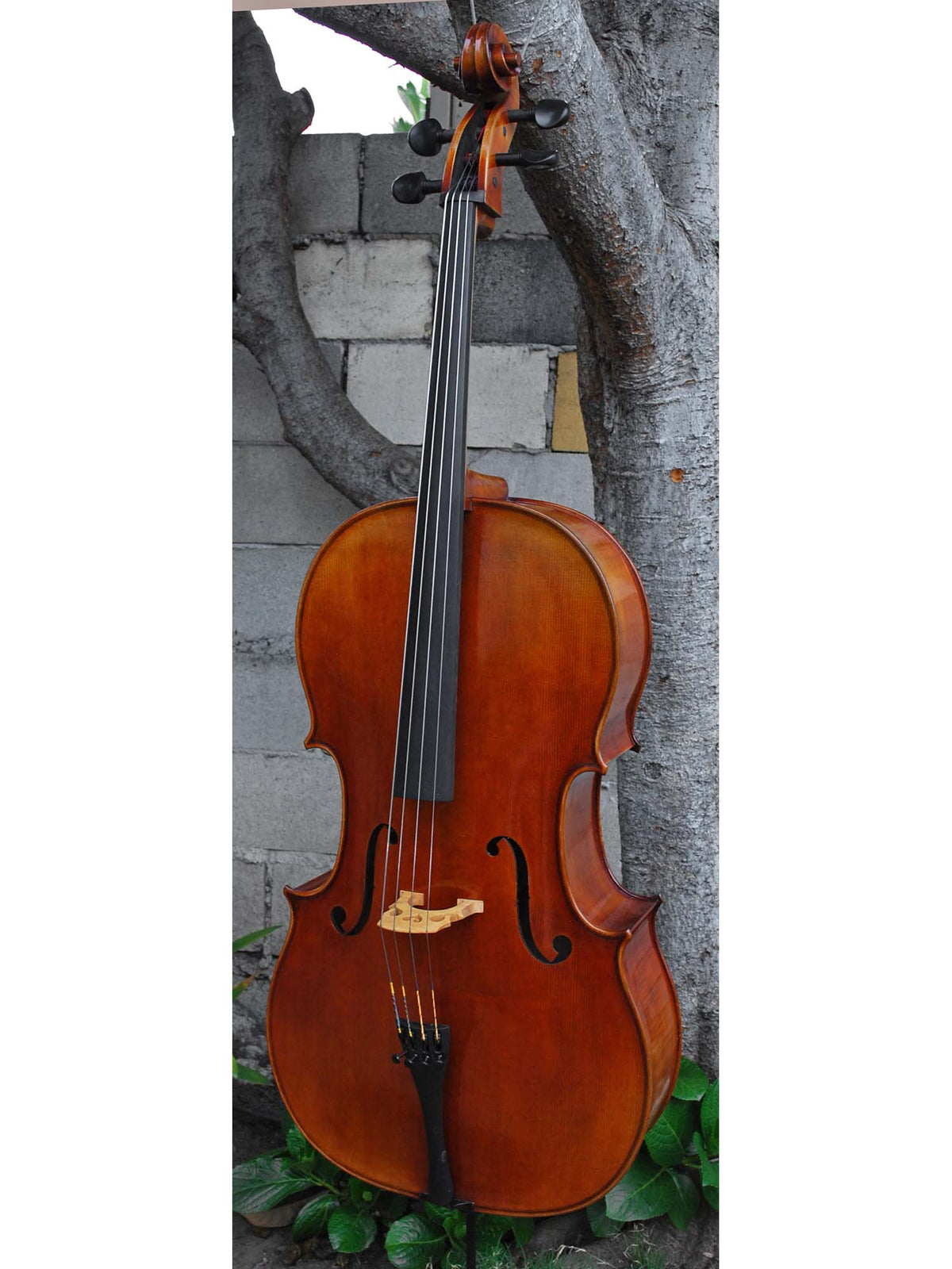 Vivo Strad model 250 3/4 Cello - slightly used
