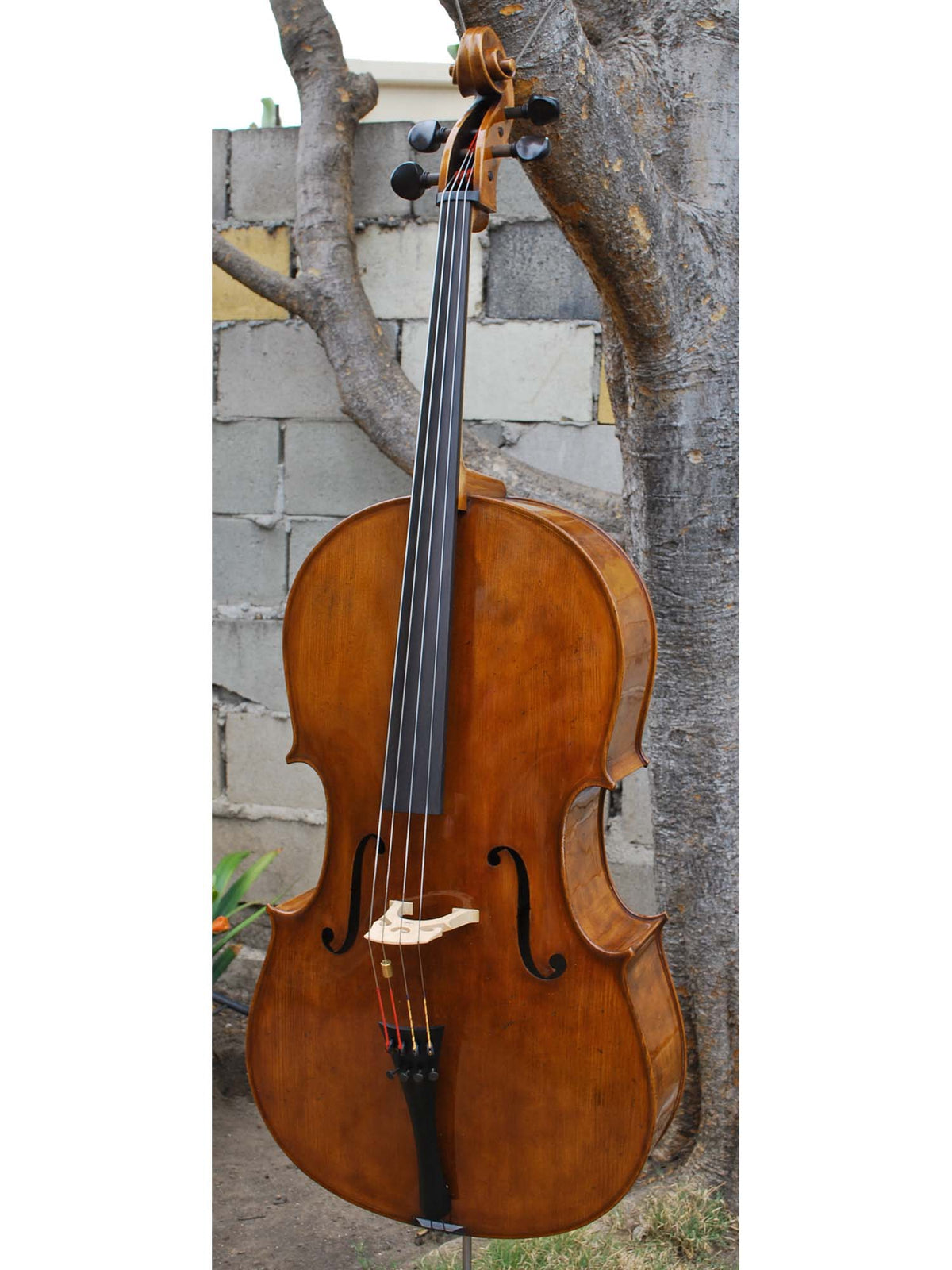 Topa Workshop Birdseye Maple 'Stradivari' 4/4 Cello