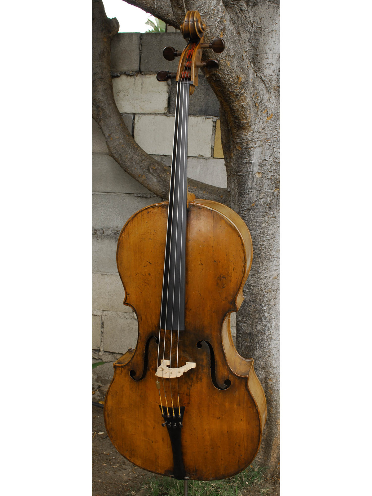 Old Cello labeled 'Ferdinandus Gagliano 1761' - 4/4 Cello