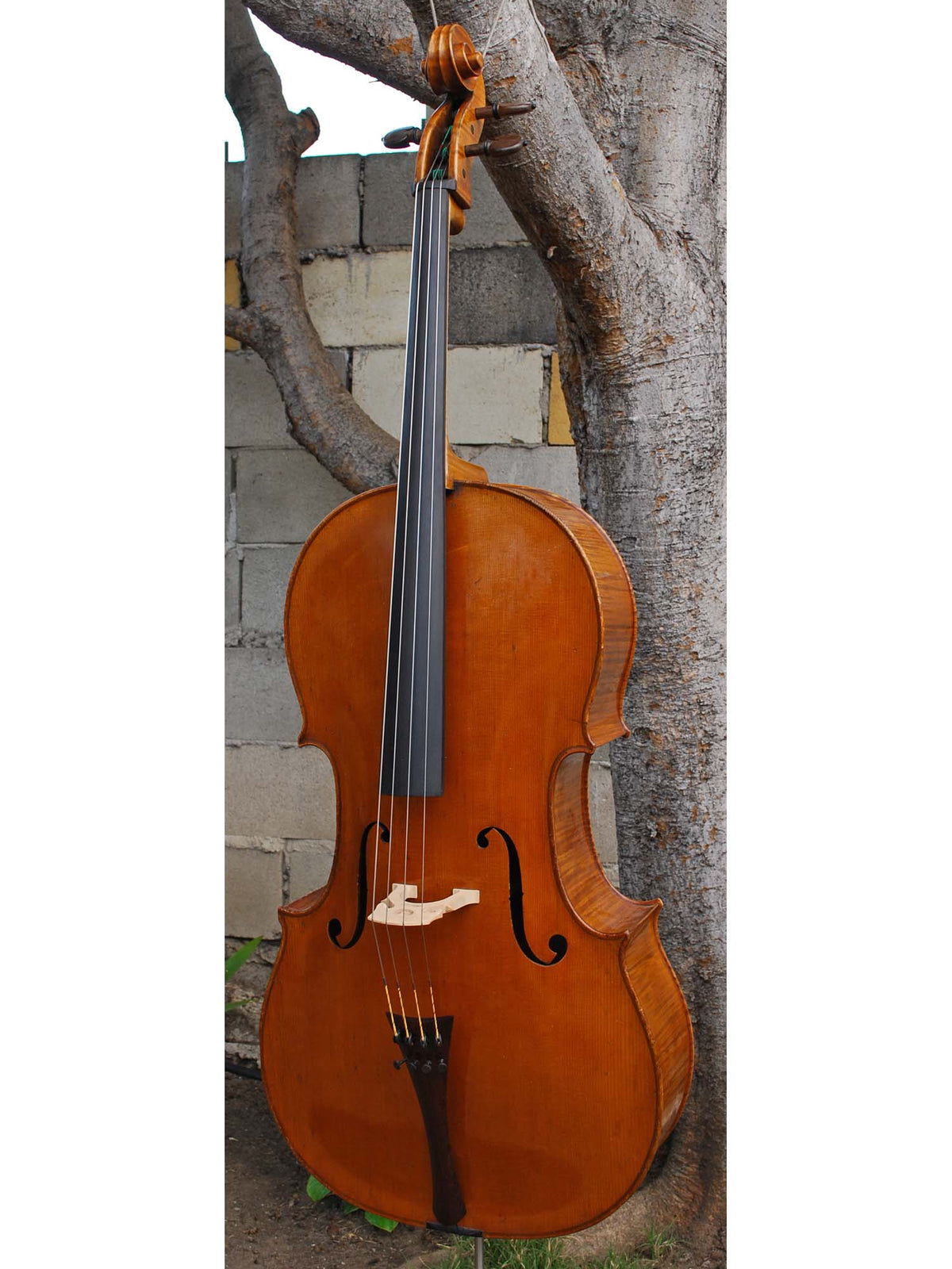 Paul Mangenot early 20th Century 4/4 Cello