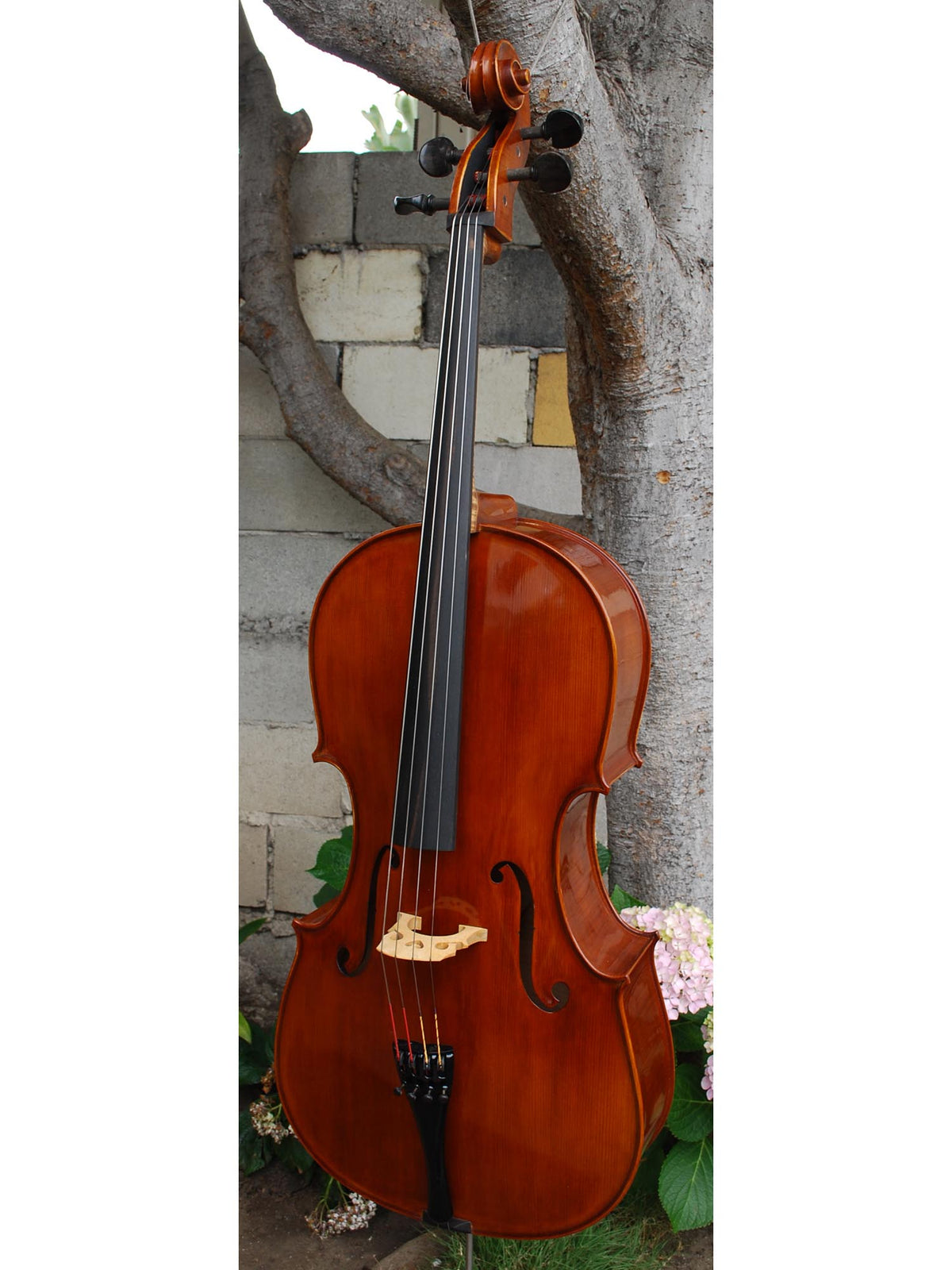 Nicholas Baciu #5 7/8 Cello (Romania) (121594)