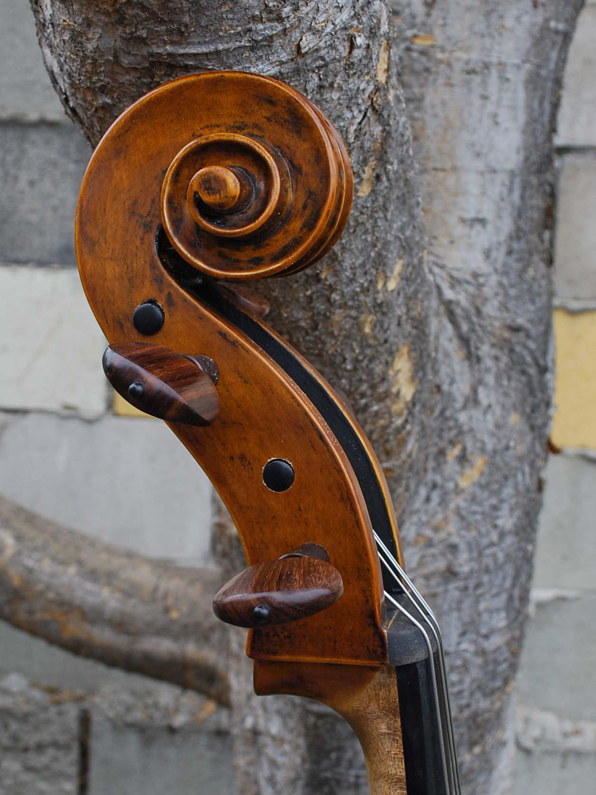Nicholas Baciu #5 "Tiki Bob" (Romania) - 7/8 Cello