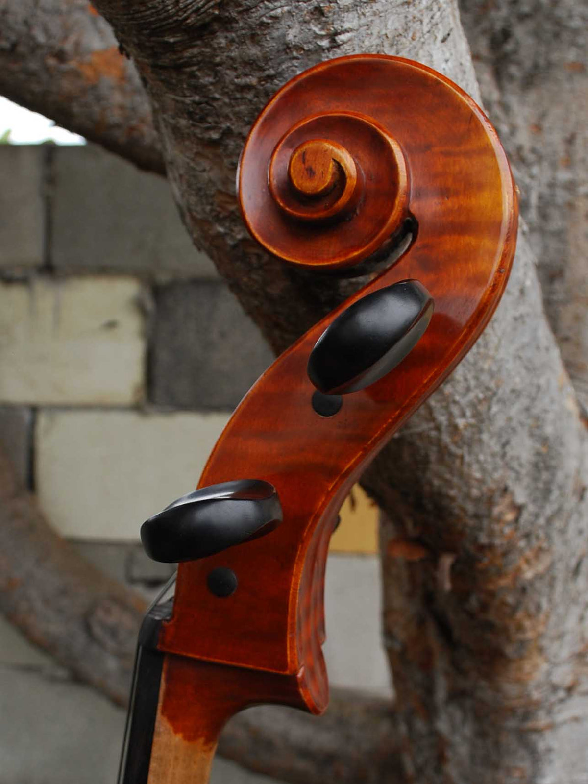 C.L. Wynn 520 'Montagnana' - 4/4 Cello