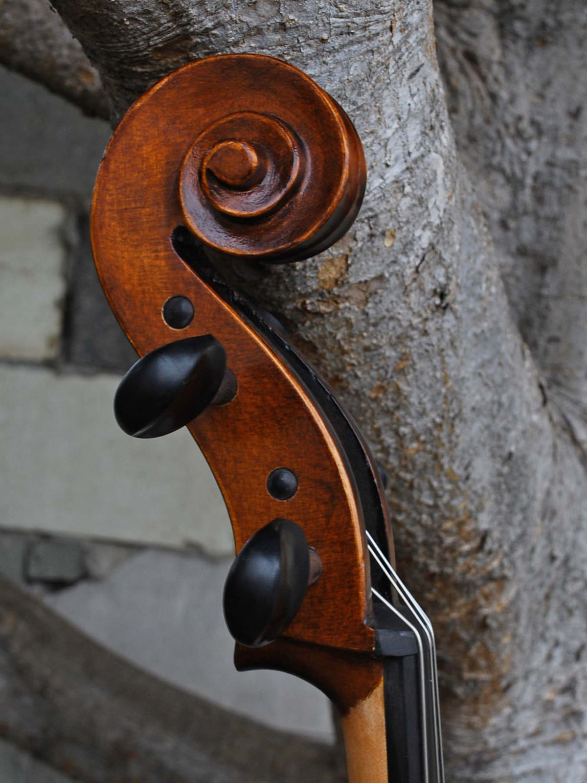 Eastman model 305 'Strad'  - 4/4 Cello (B)