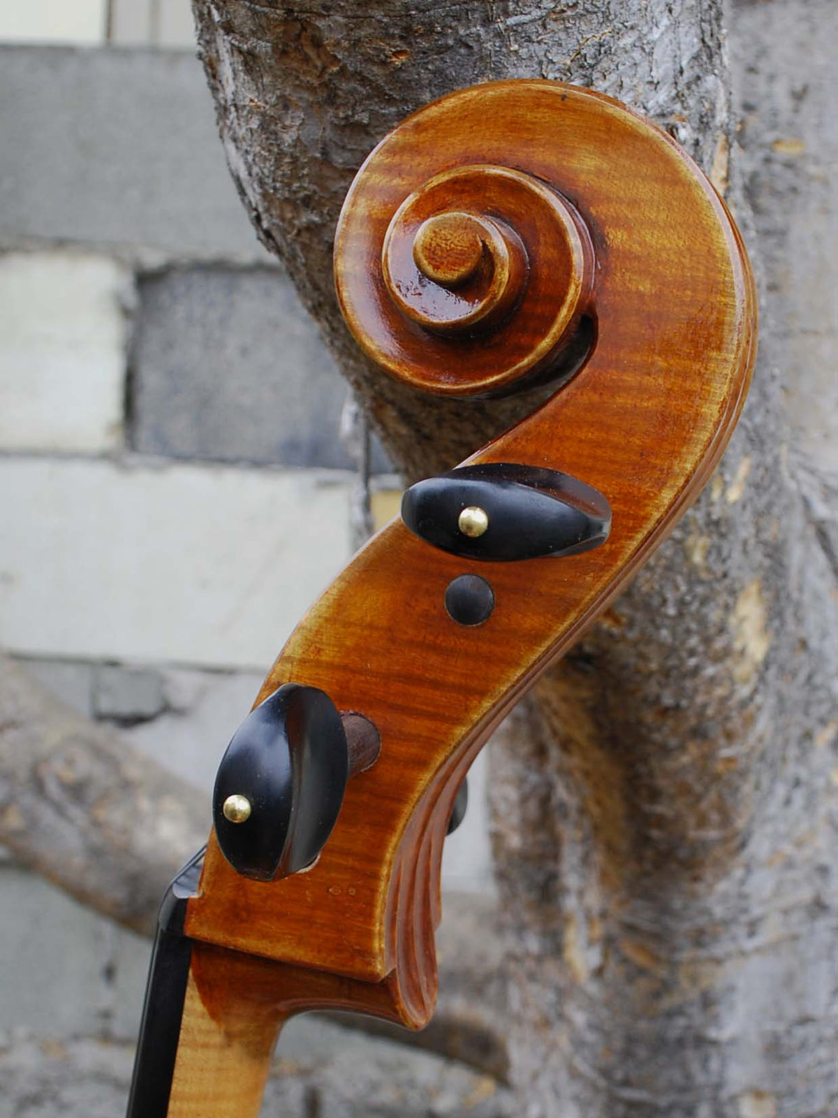 Eastman model 830 Poplar Strad pattern 4/4 Cello