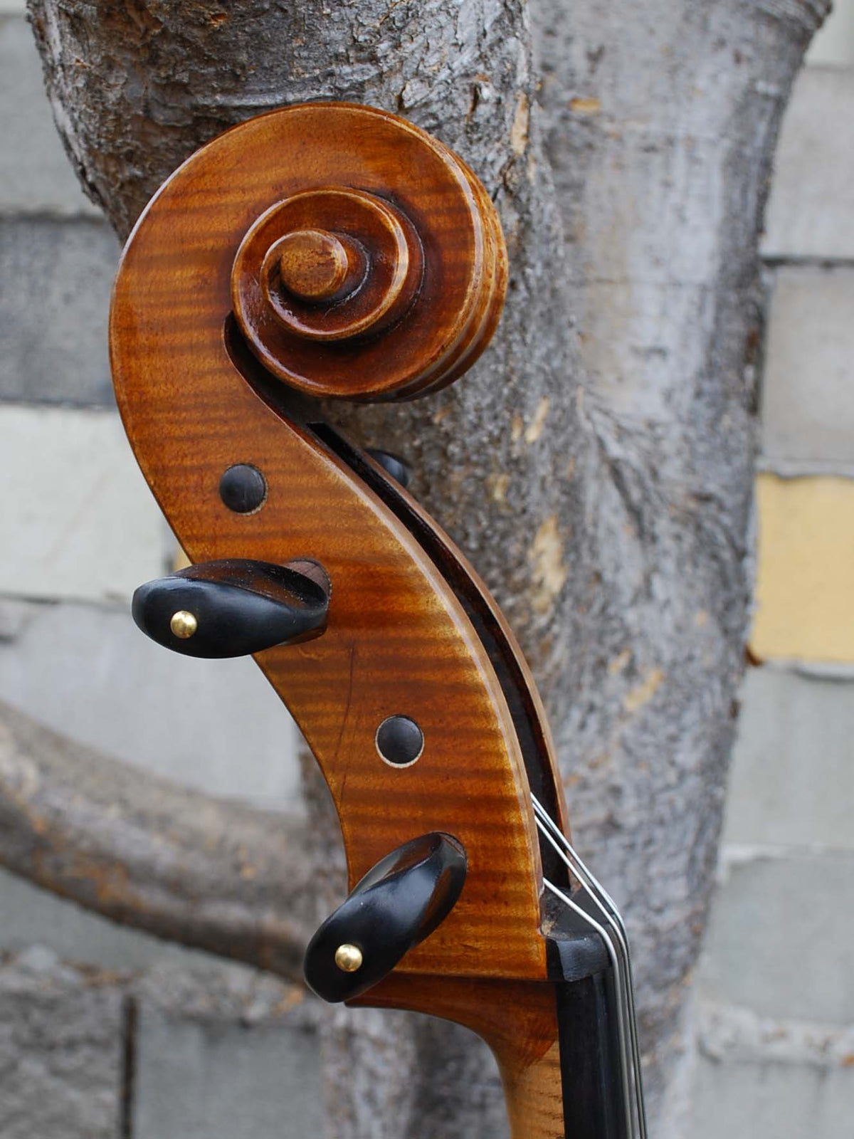 Eastman model 830 Poplar Strad pattern 4/4 Cello