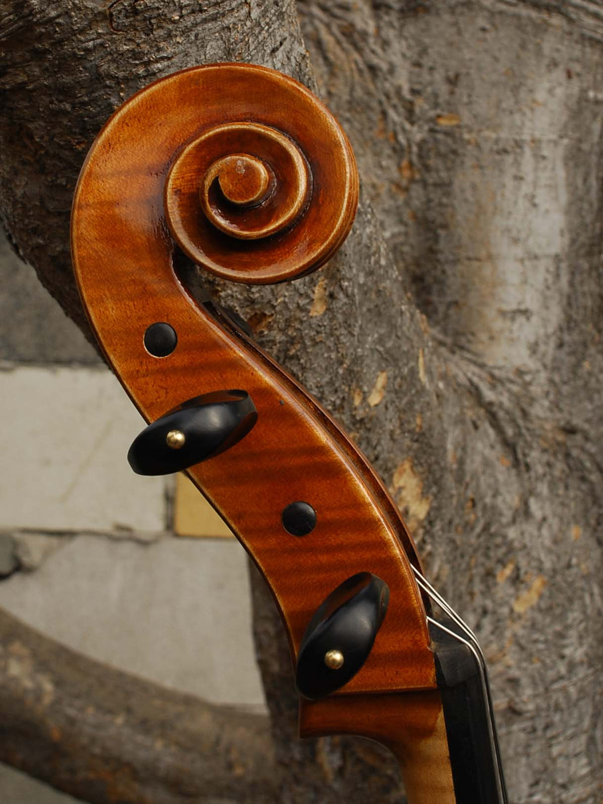 Eastman model 830 Poplar Gagliano pattern 4/4 Cello