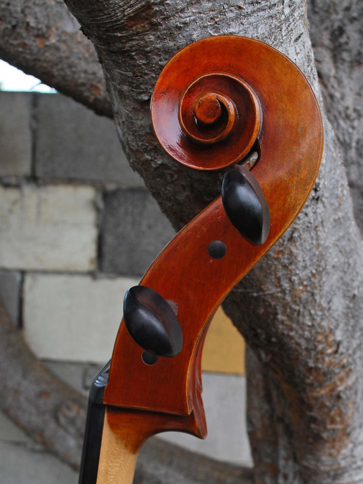 Vivo Limited 7/8 Cello