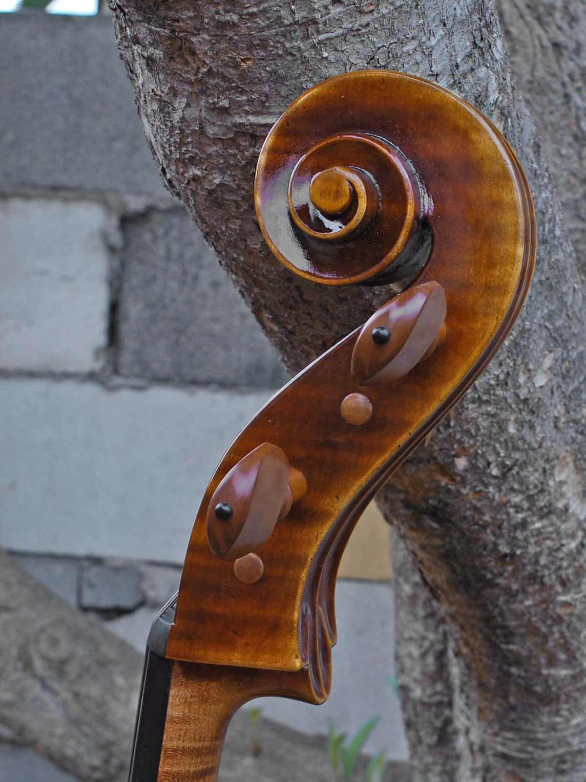 Tomasz Kowalski Workshop Poplar 4/4 Cello