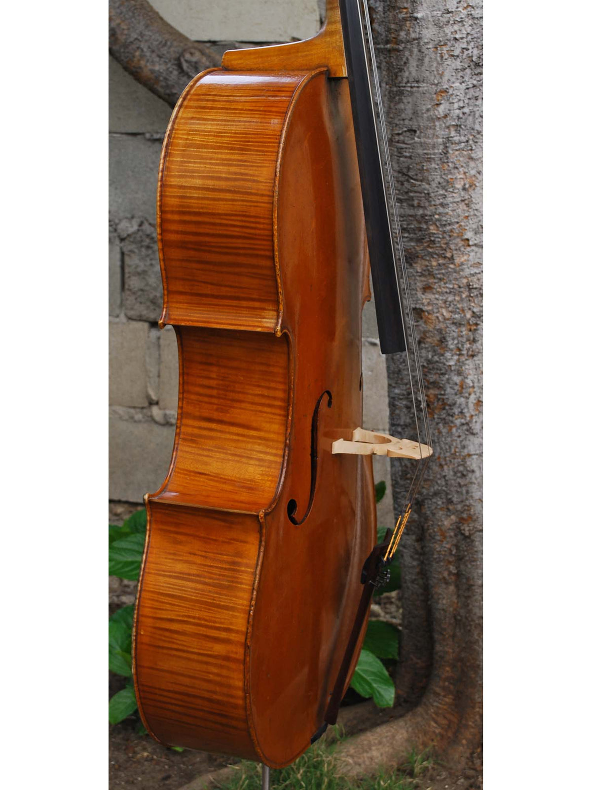 Paul Mangenot early 20th Century 4/4 Cello