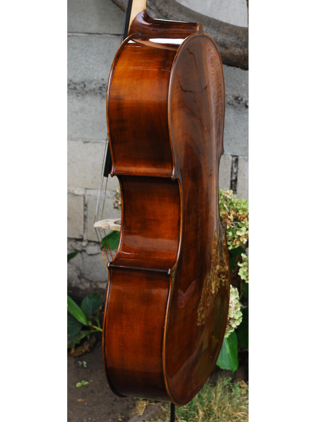 Eastman model 305 'Strad'  - 4/4 Cello (B)