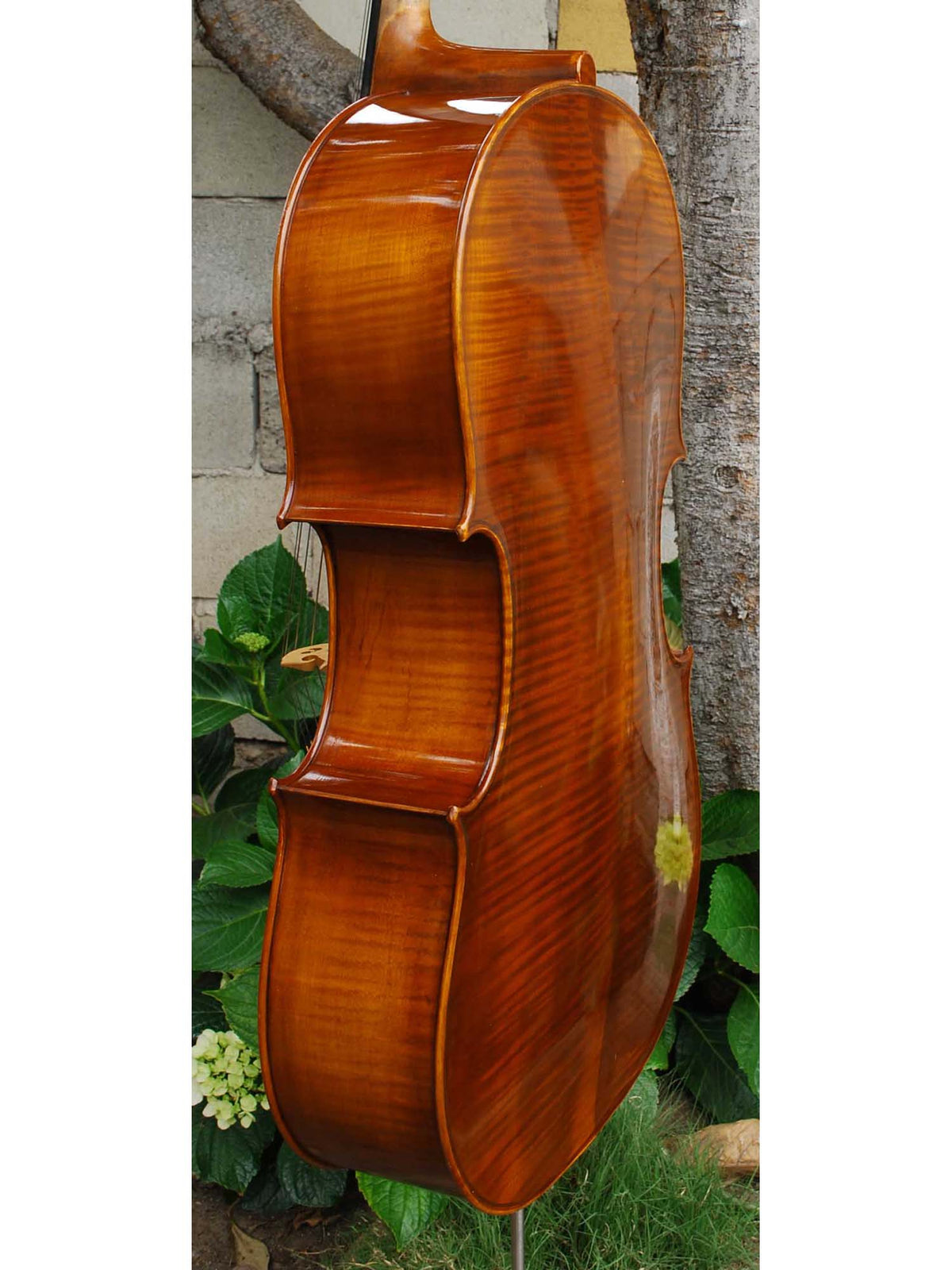 C.L. Wynn 520 'Montagnana' - 4/4 Cello