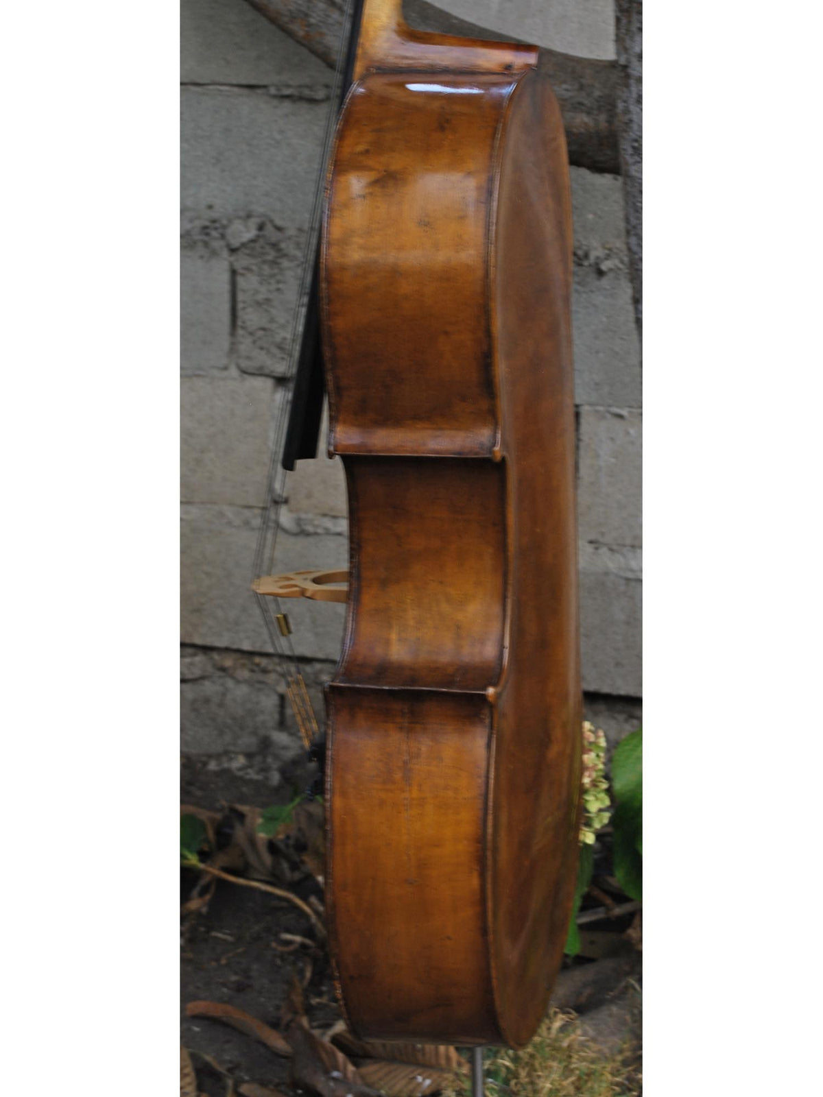19th Century German Amati - 4/4 Cello