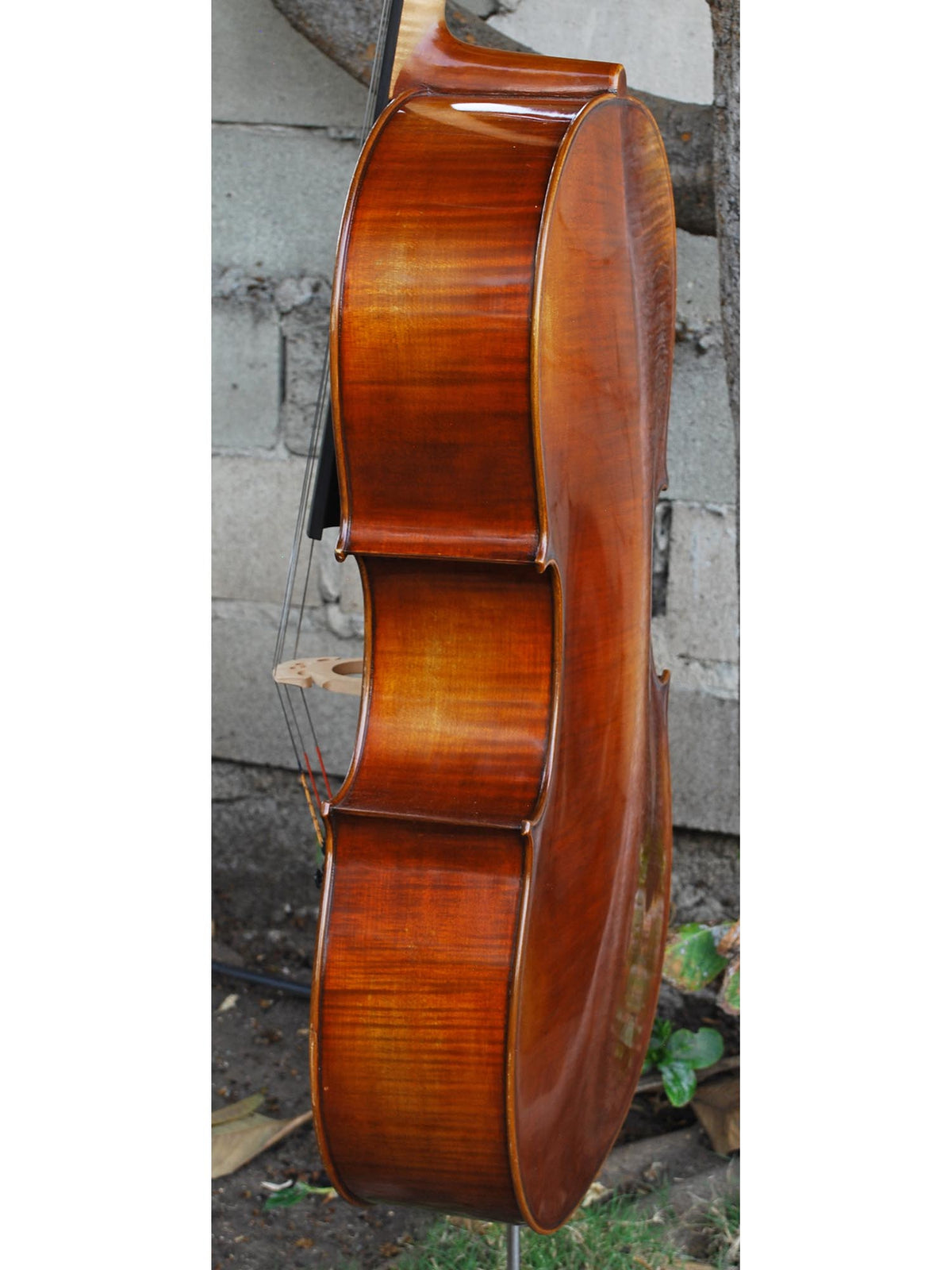 Vivo Limited Eurowoods 'Stradivari' 4/4 Cello