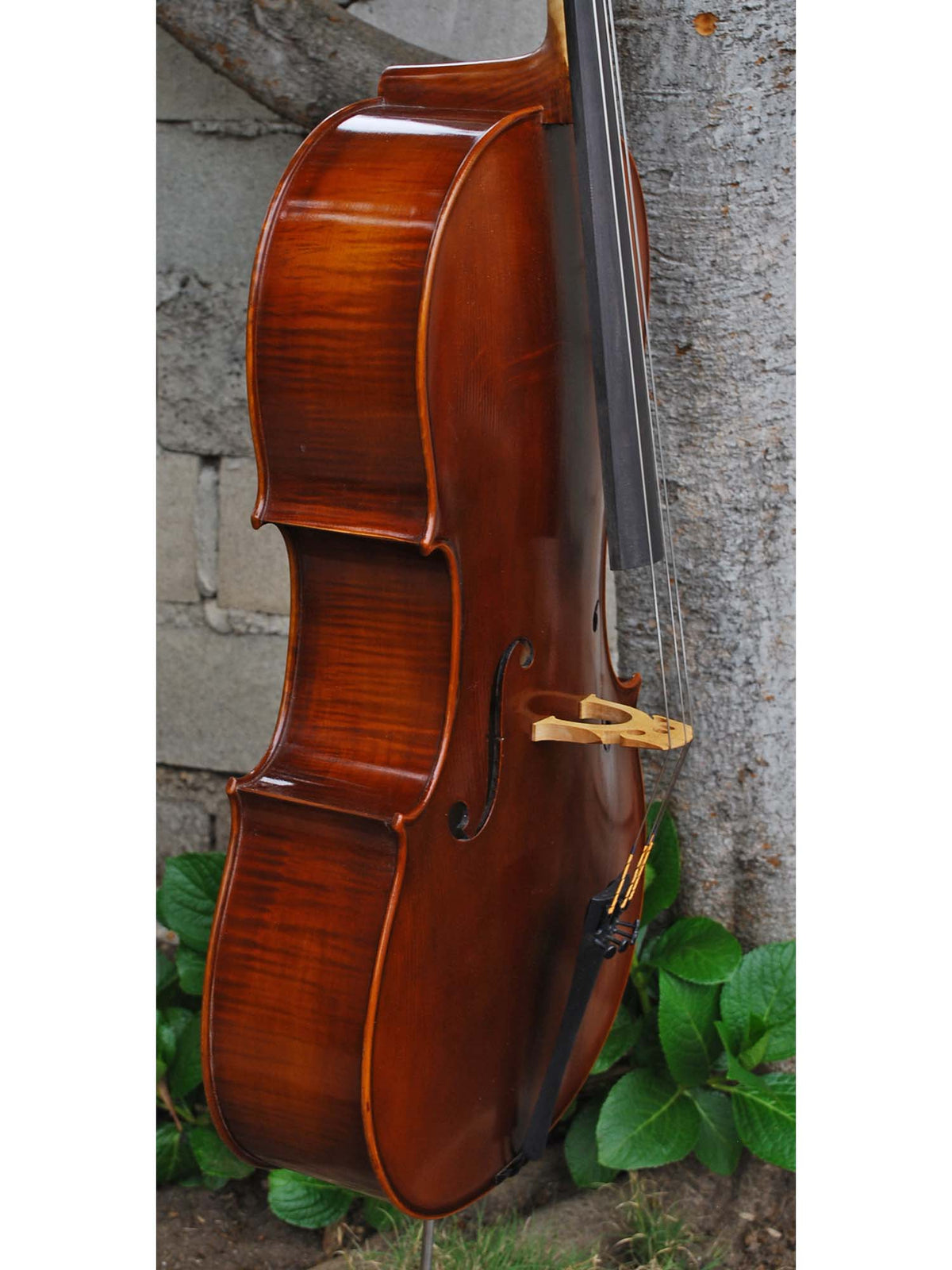 Vivo Strad model 200 3/4 Cello