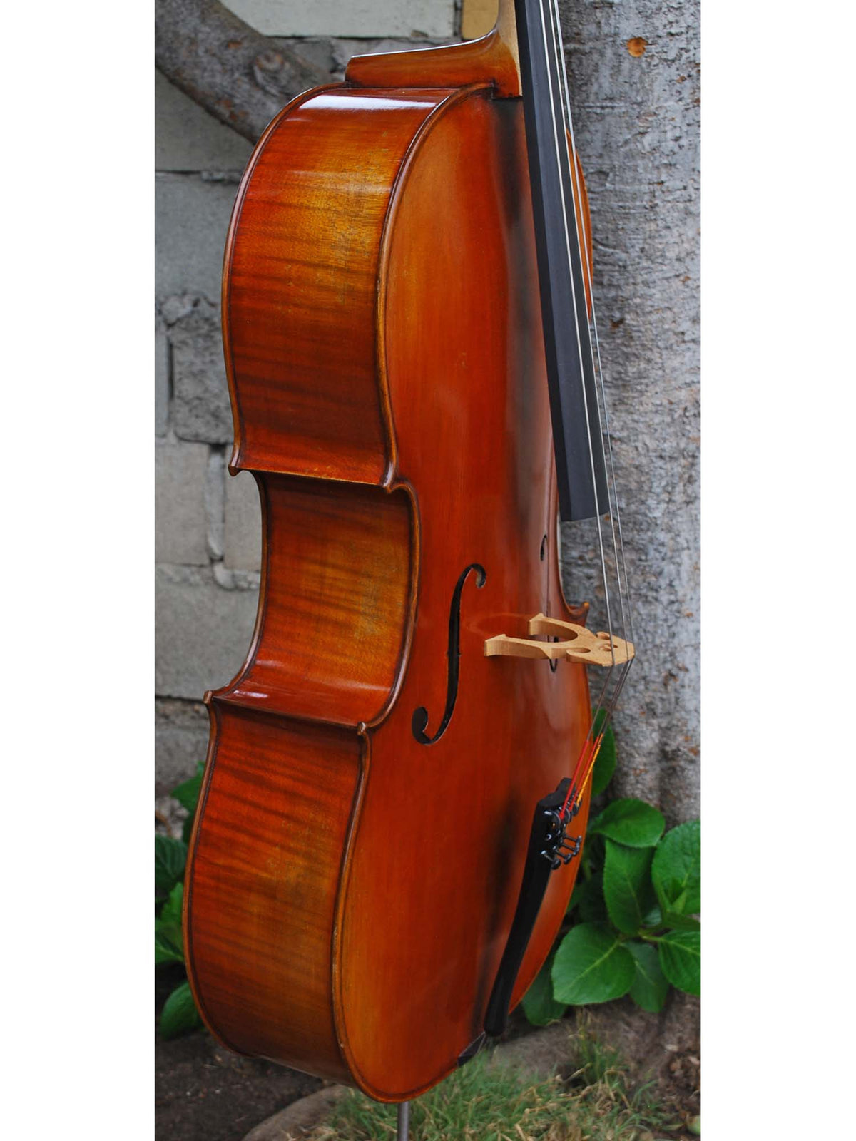 Vivo Limited 7/8 Cello