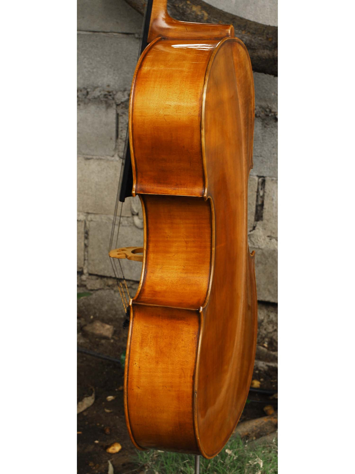 Eastman model 830 Poplar 4/4 Cello