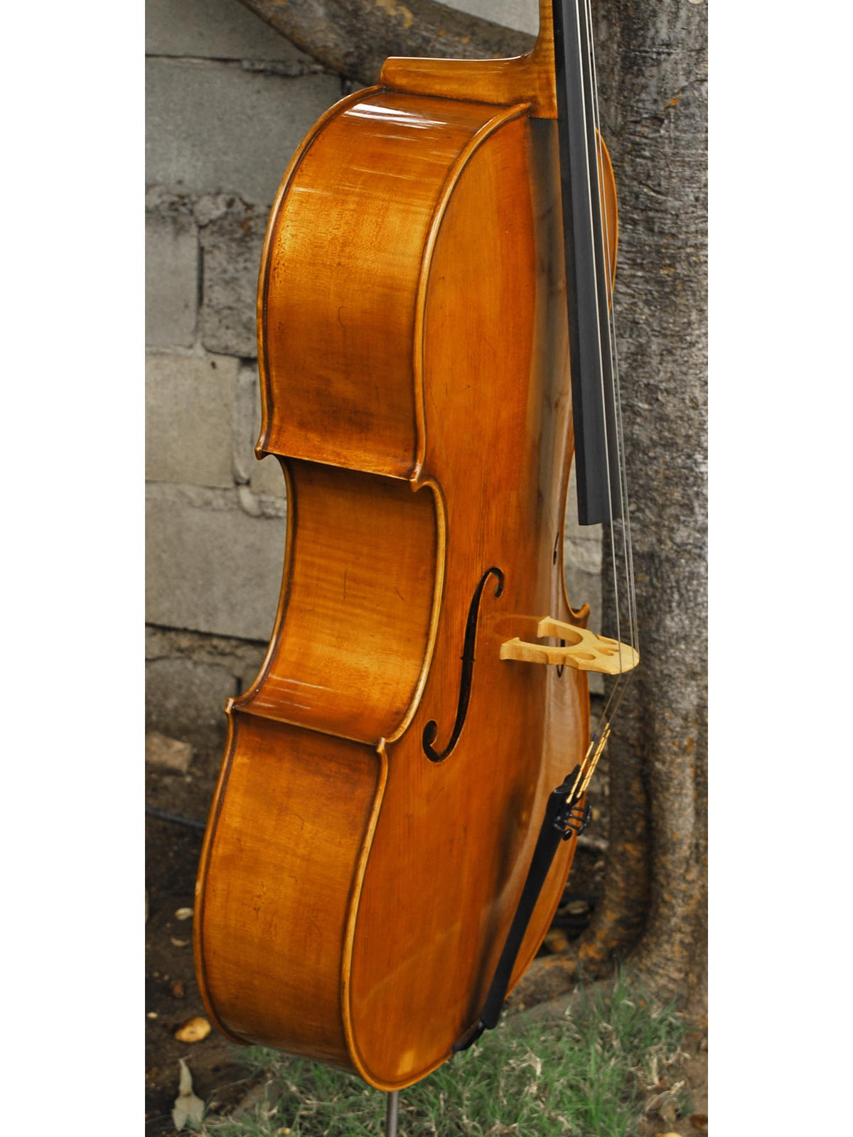 Eastman model 830 Poplar 4/4 Cello