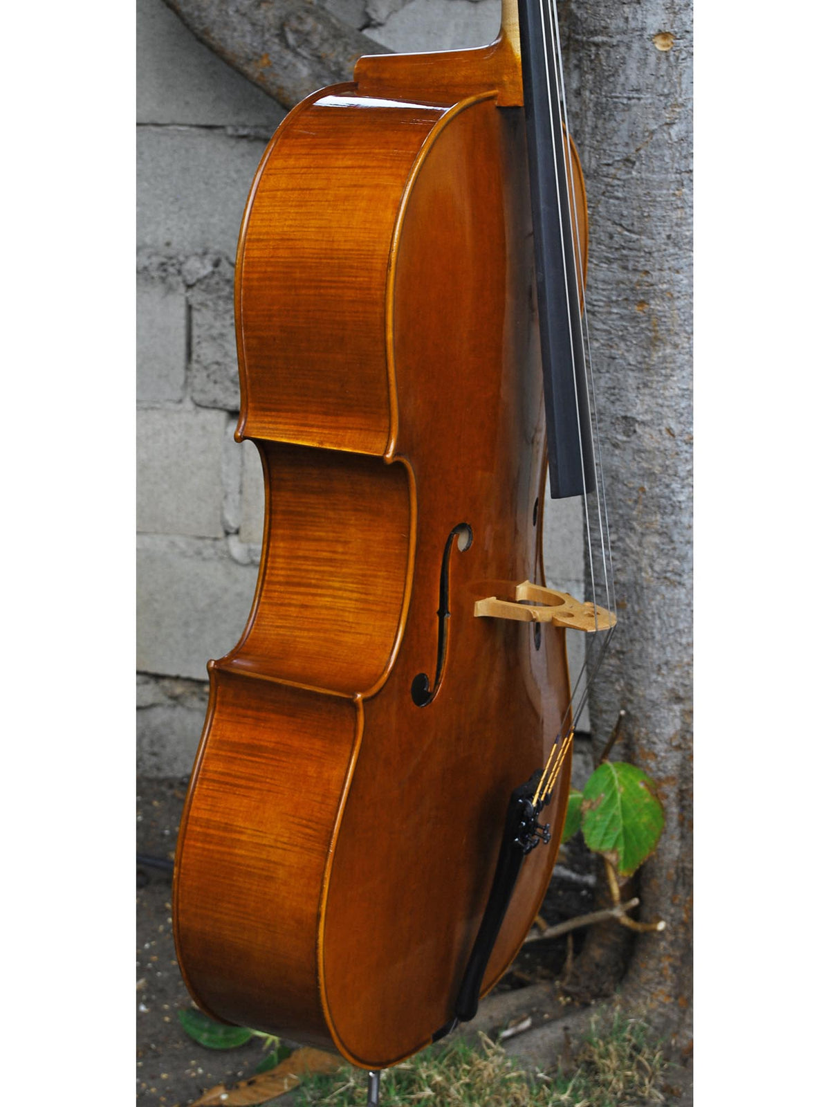 Vivo 'King Amati' 4/4 Cello