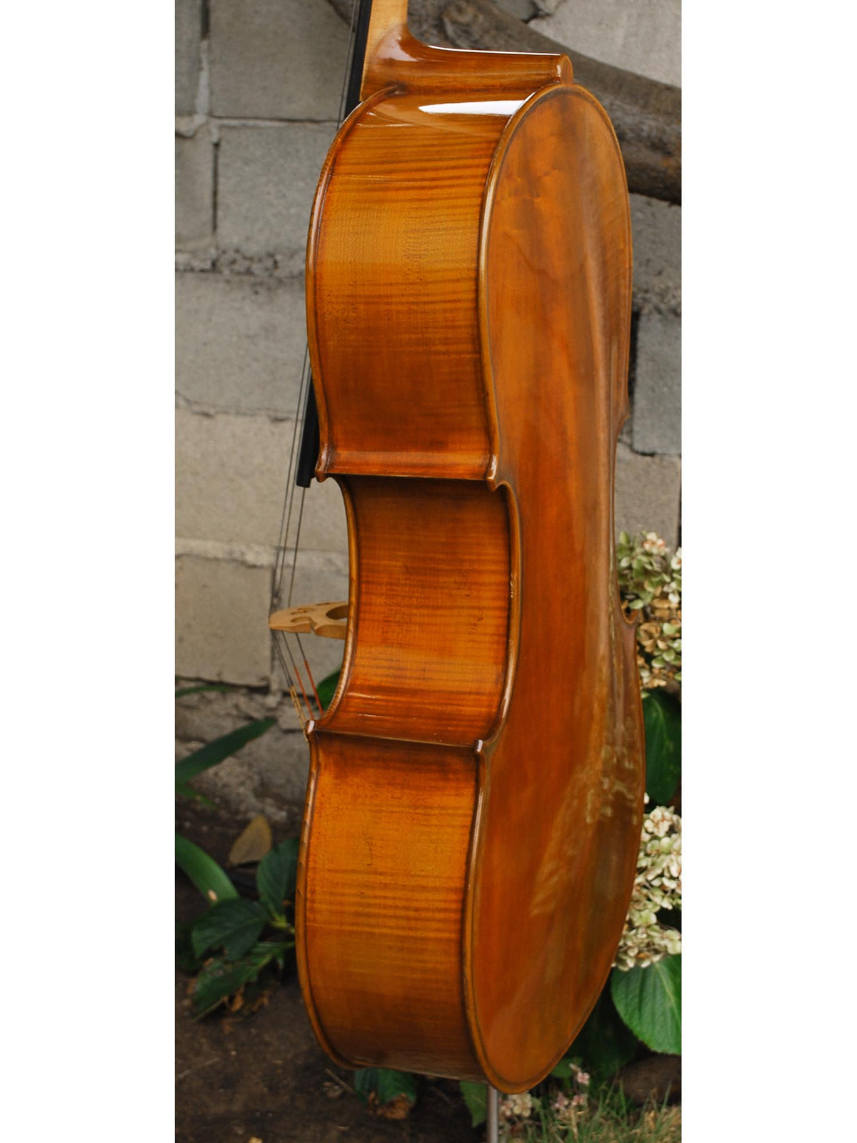Eastman model 830 Poplar 7/8 Cello