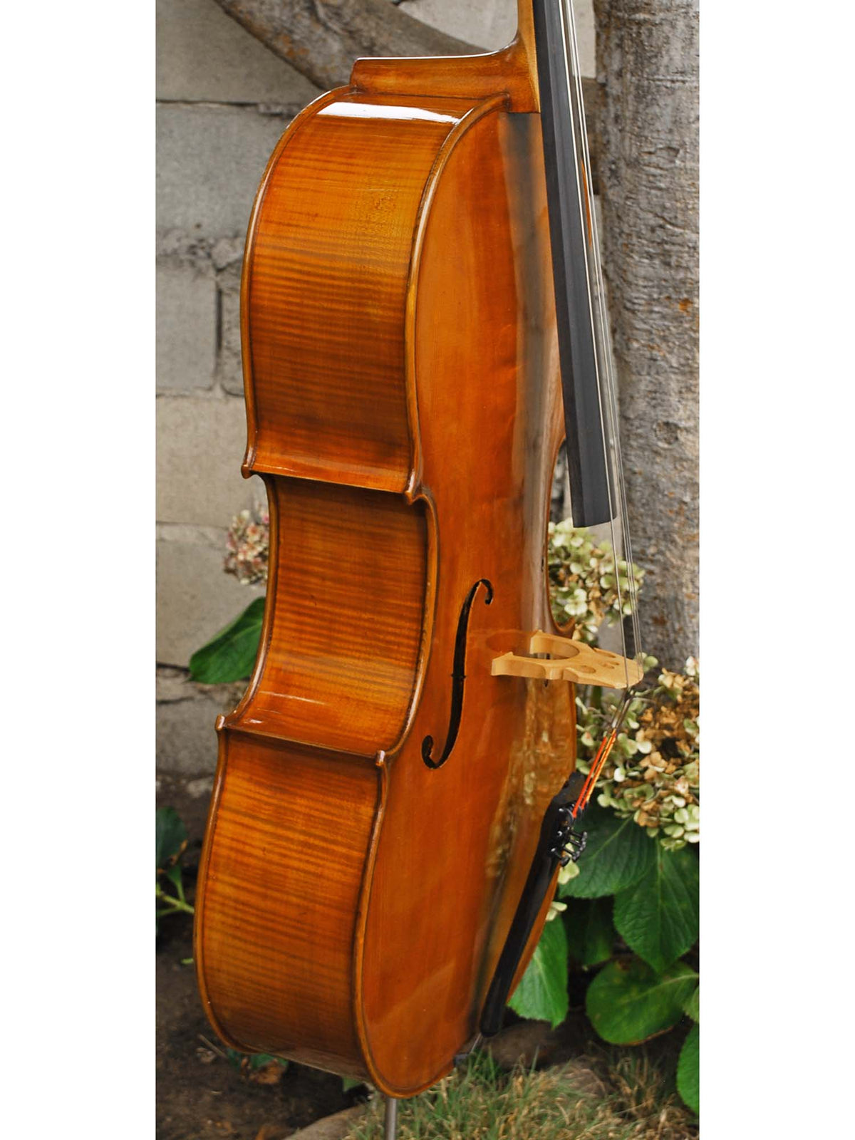 Eastman model 830 Poplar 7/8 Cello