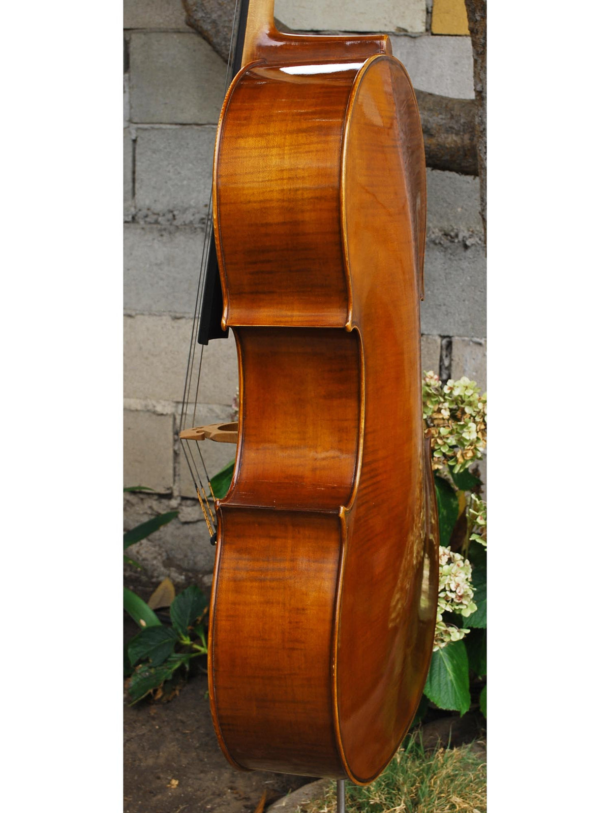 Bieg Company Geigenbau 'Stradivari' model 5 - 4/4 Cello