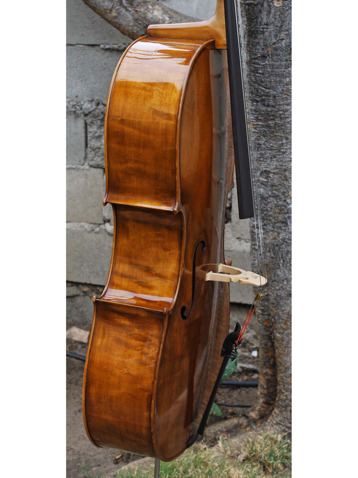 Topa Workshop Birdseye Maple 'Stradivari' 4/4 Cello