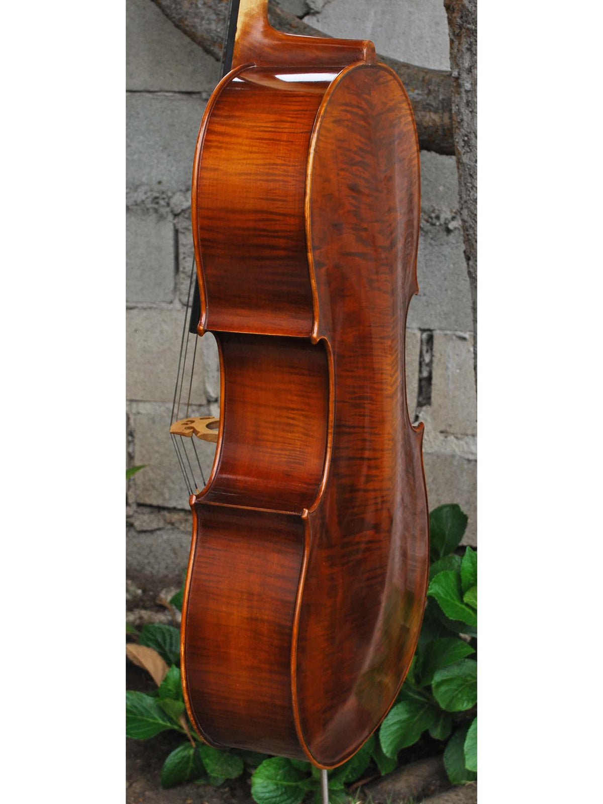 Vivo Strad model 200 3/4 Cello