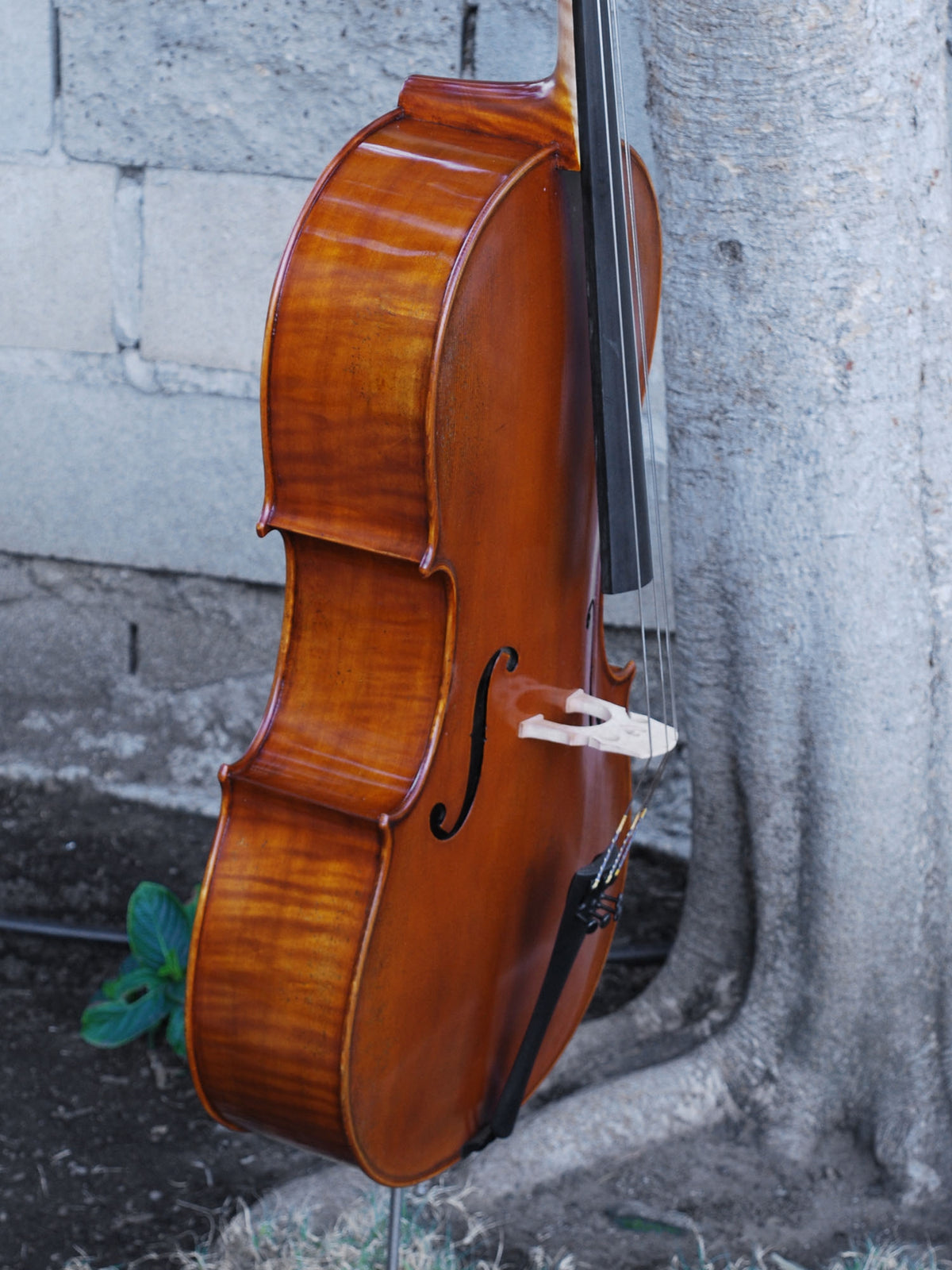 Pietro Lombardi 502 'Stradivarius' 1/2 Cello
