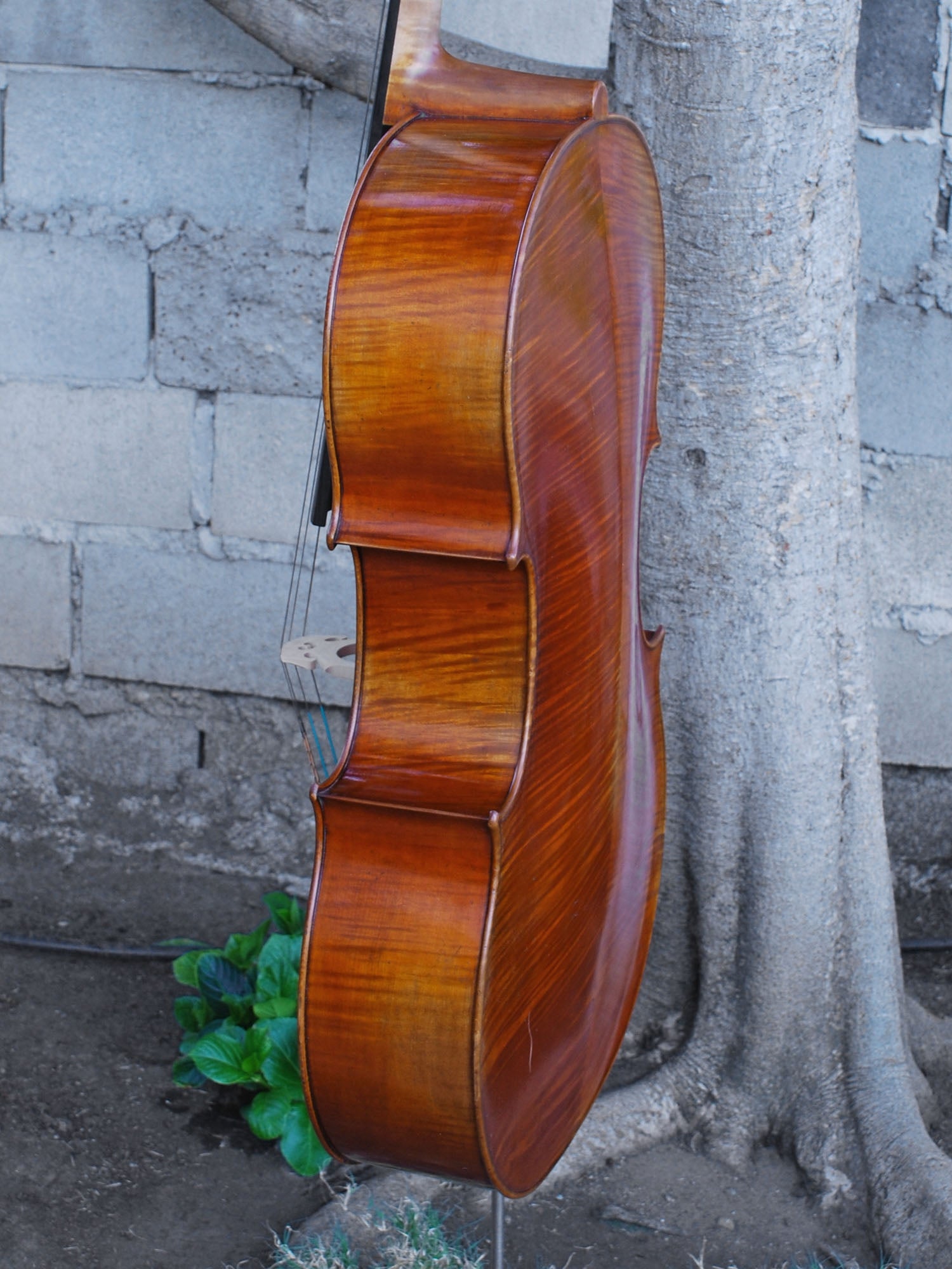 Vivo Zetoni model 100 4/4 Cello