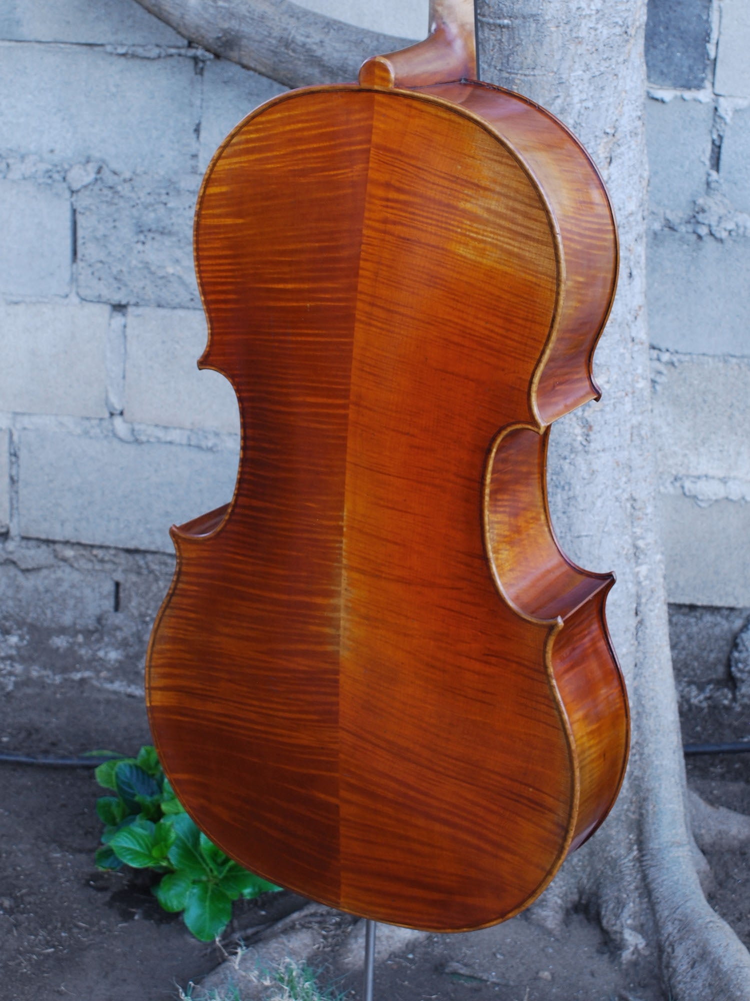 Vivo Zetoni model 100 4/4 Cello