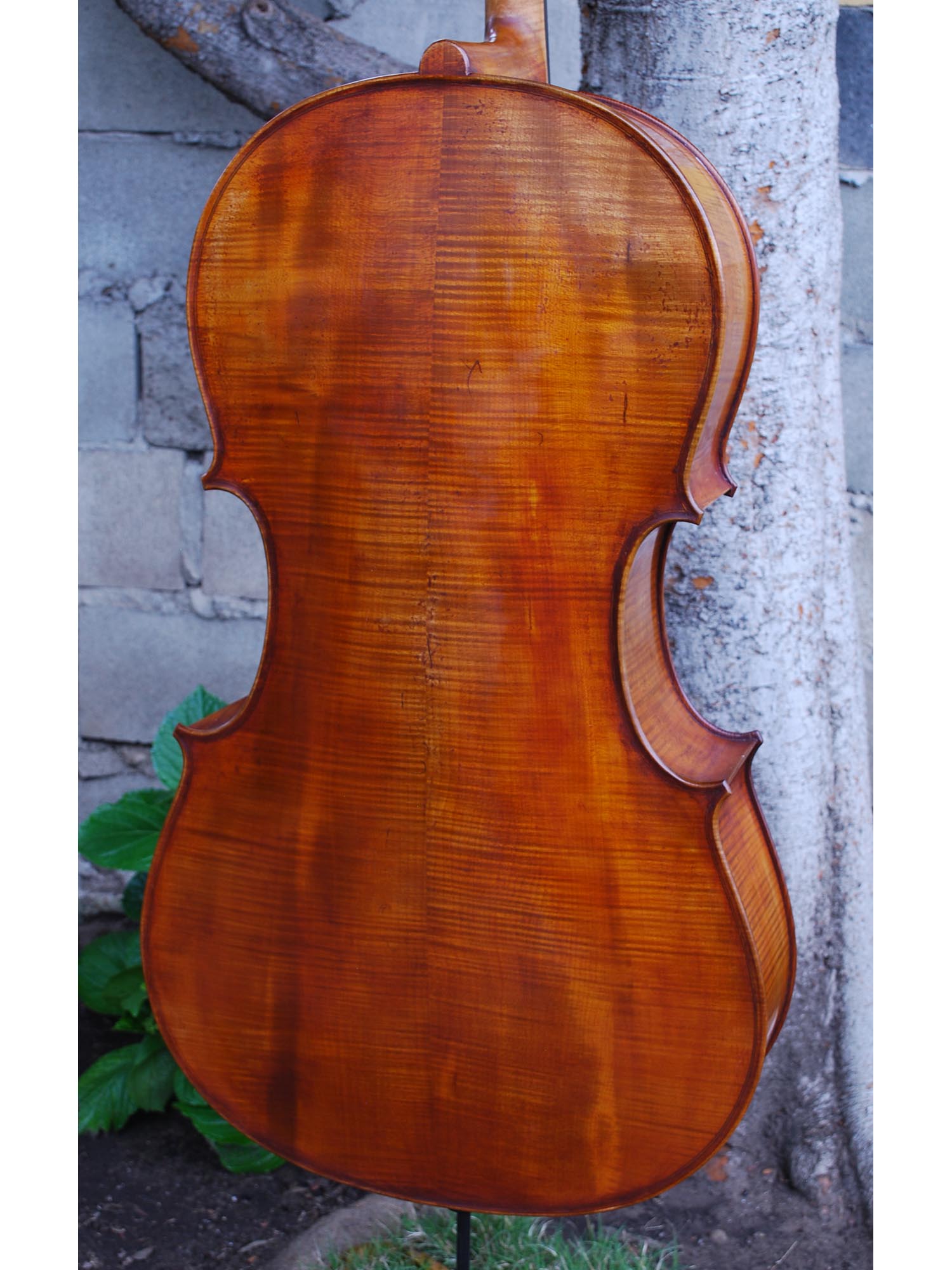 Eastman model 830 Maple 4/4 Cello